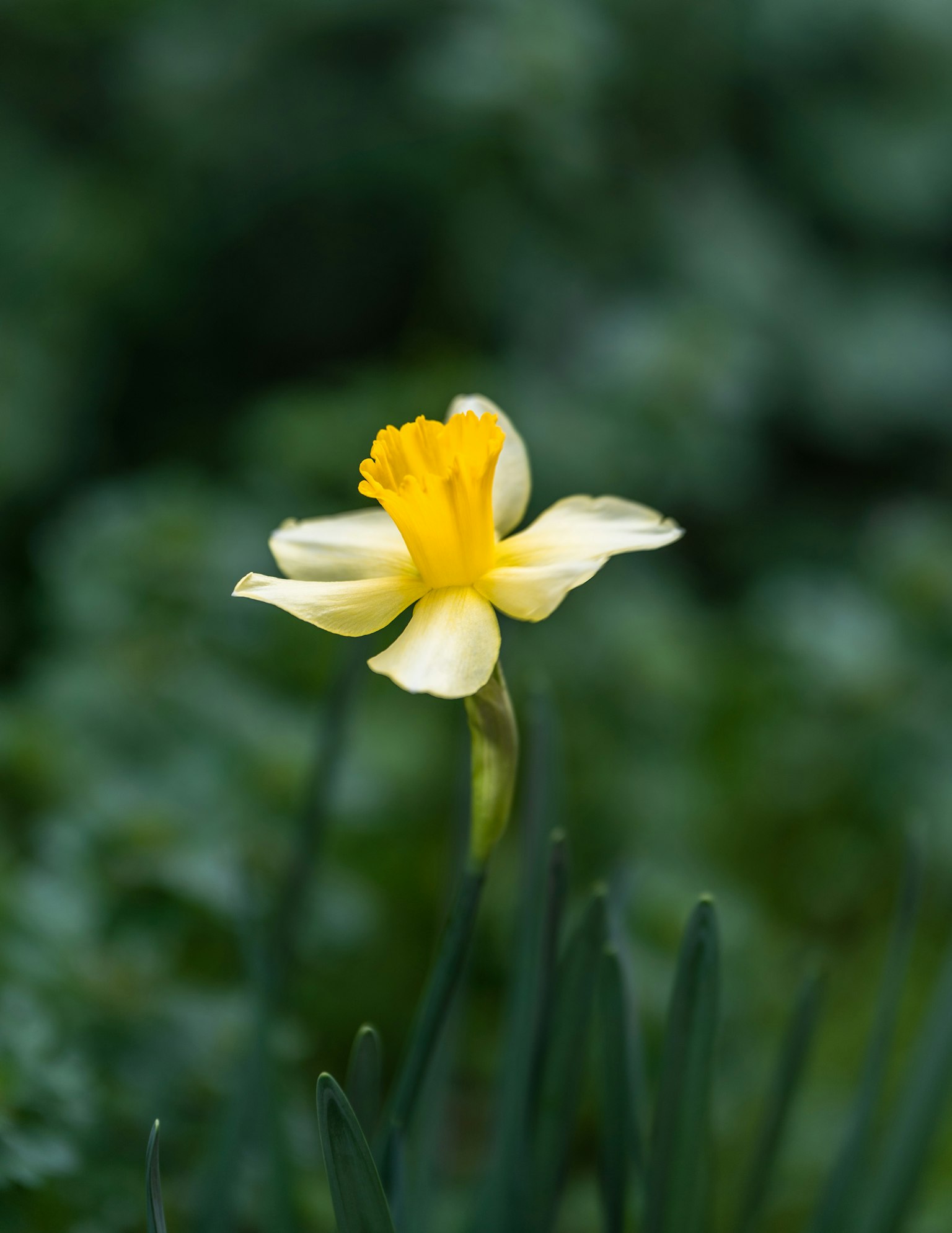 Fiore di narciso con petali gialli che fiorisce su uno sfondo verde