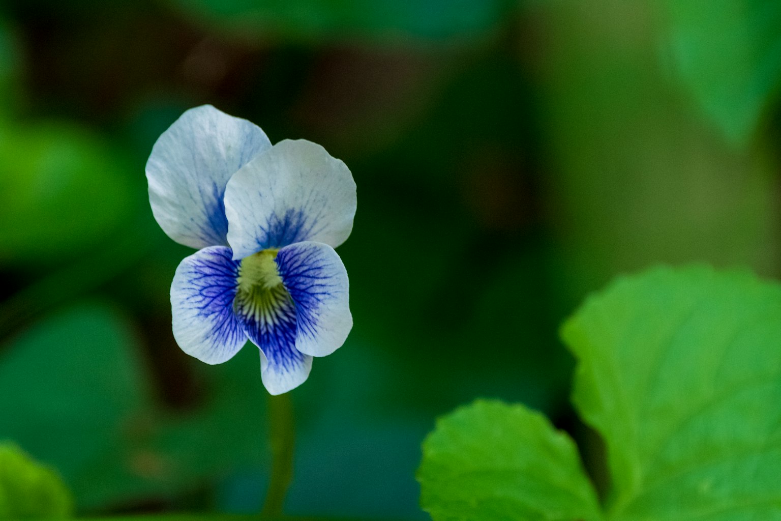 Un fiore bianco con motivi blu che sboccia tra foglie verdi