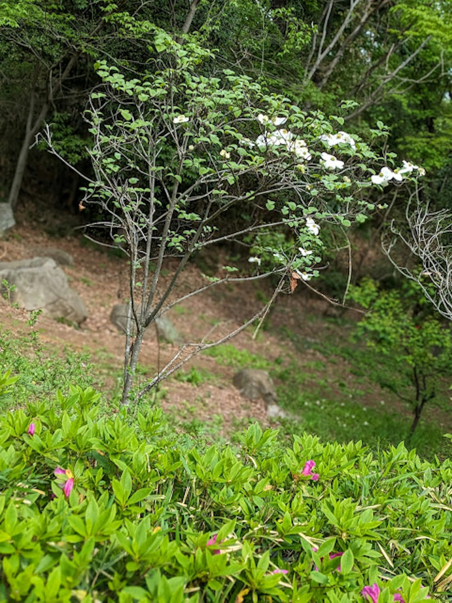 A landscape featuring a tree with white flowers and lush green foliage