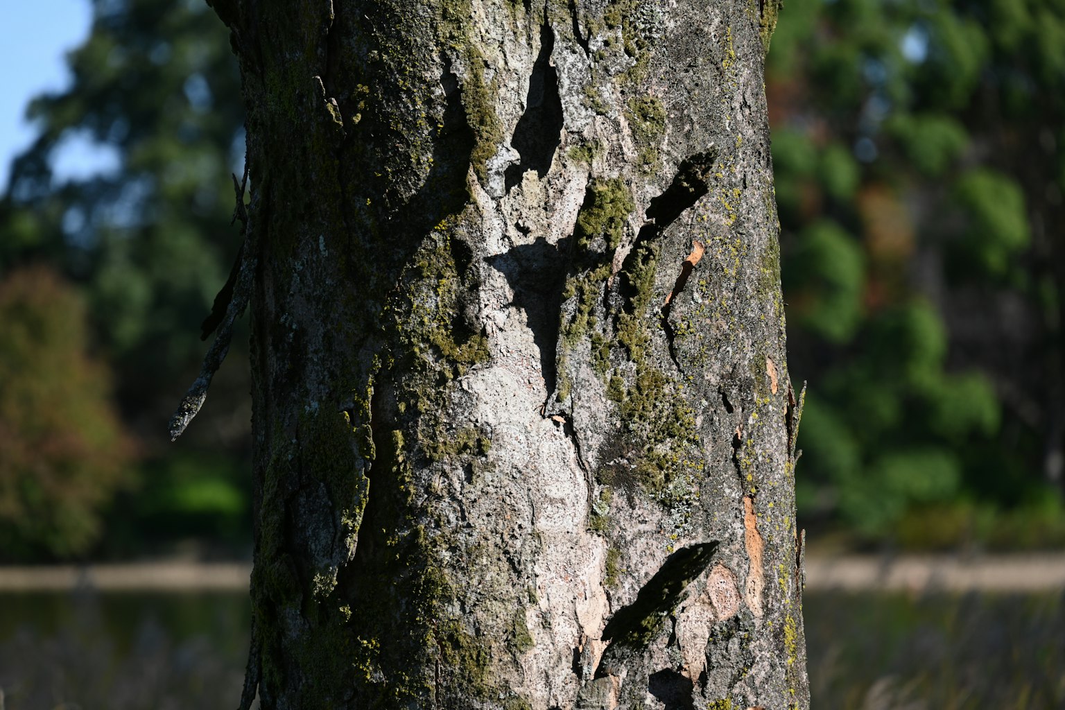 Primo piano di un tronco d'albero con crepe profonde e texture muschiosa