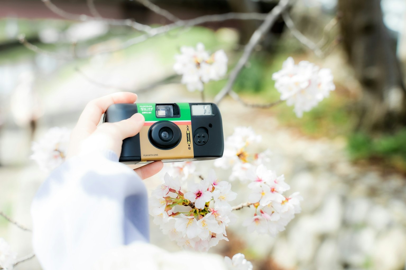 Hand hält eine Kamera vor Kirschblüten