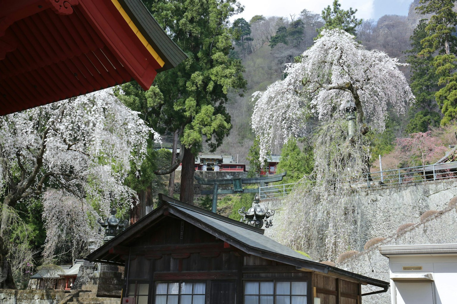 寧靜的風景與盛開的櫻花樹傳統的日本建築和郁郁蔥蔥的綠色
