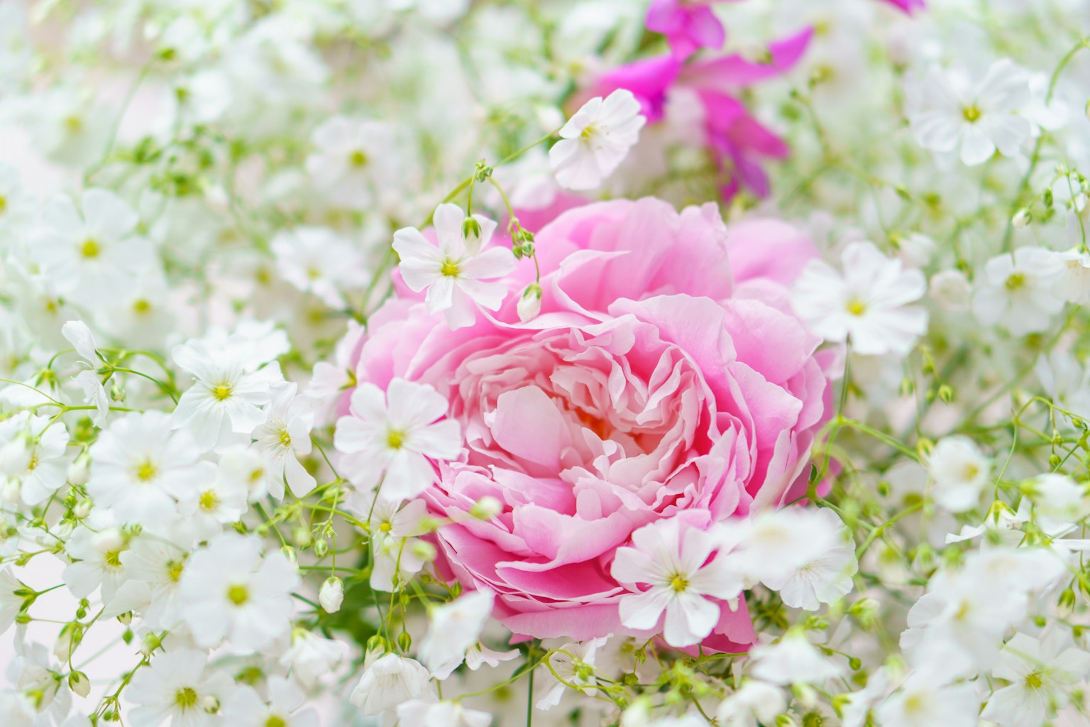 Rosa rosa rodeada de flores blancas