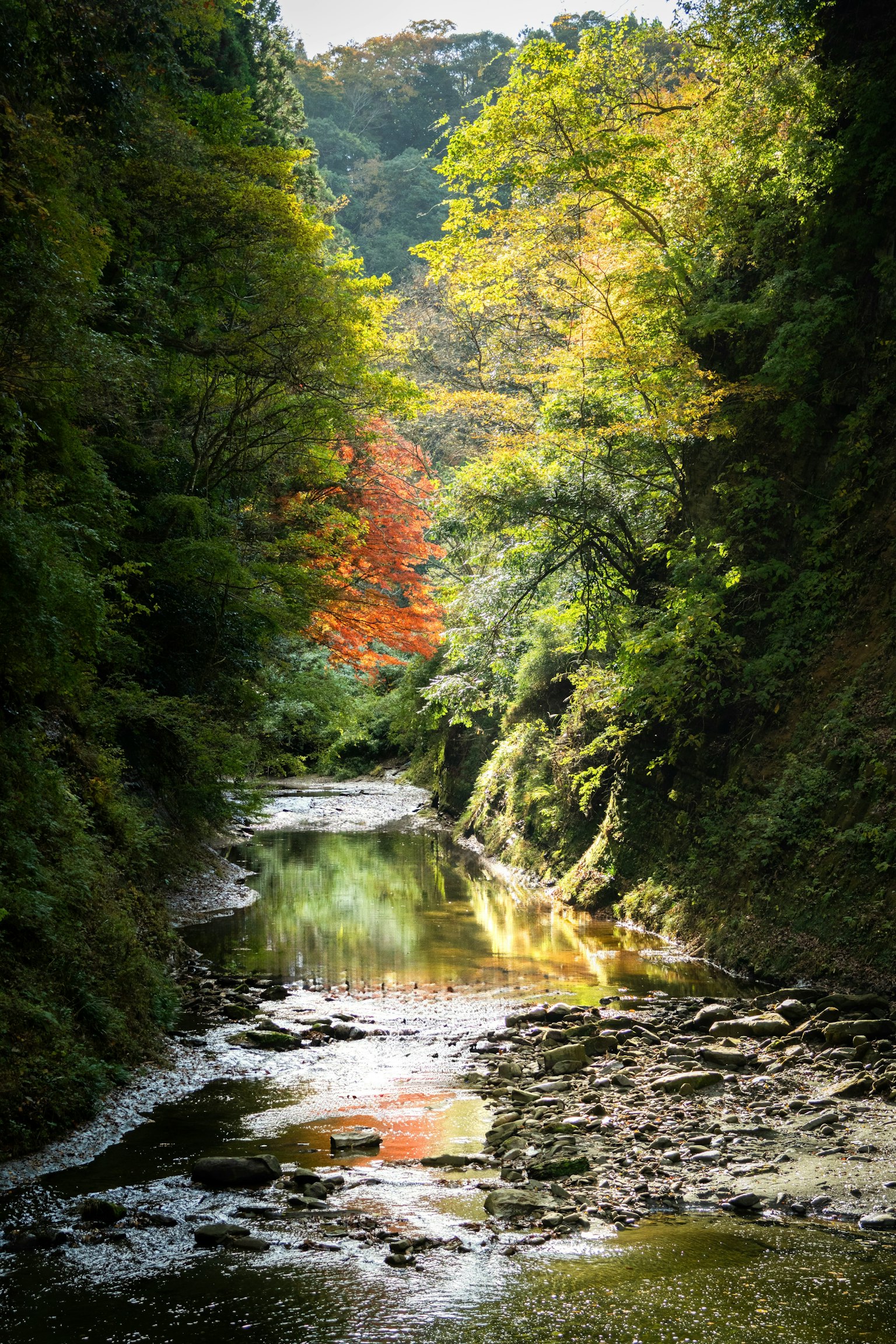 緑豊かな渓谷に流れる川と色づいた木々の景色