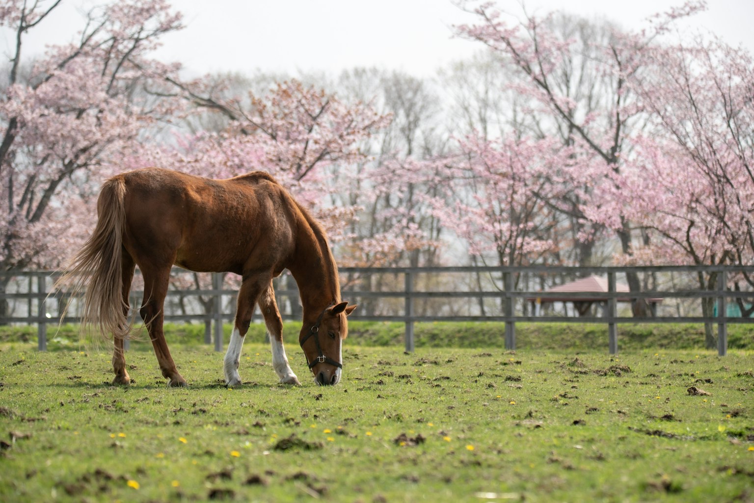 Caballo marrón pastando en la hierba bajo los cerezos en flor