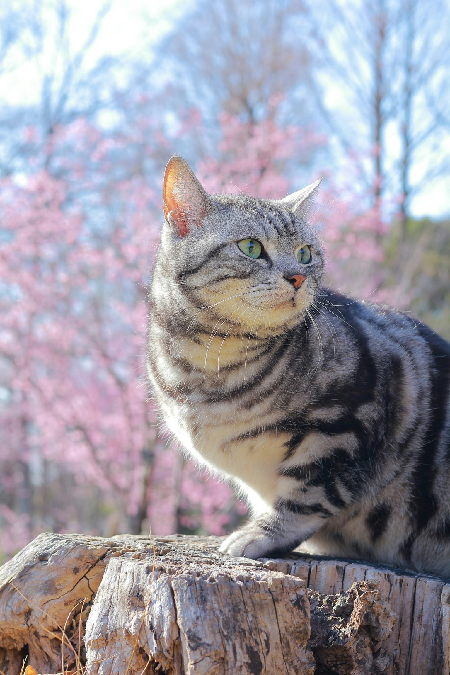 Mèo American Shorthair màu bạc ngồi trước hoa anh đào