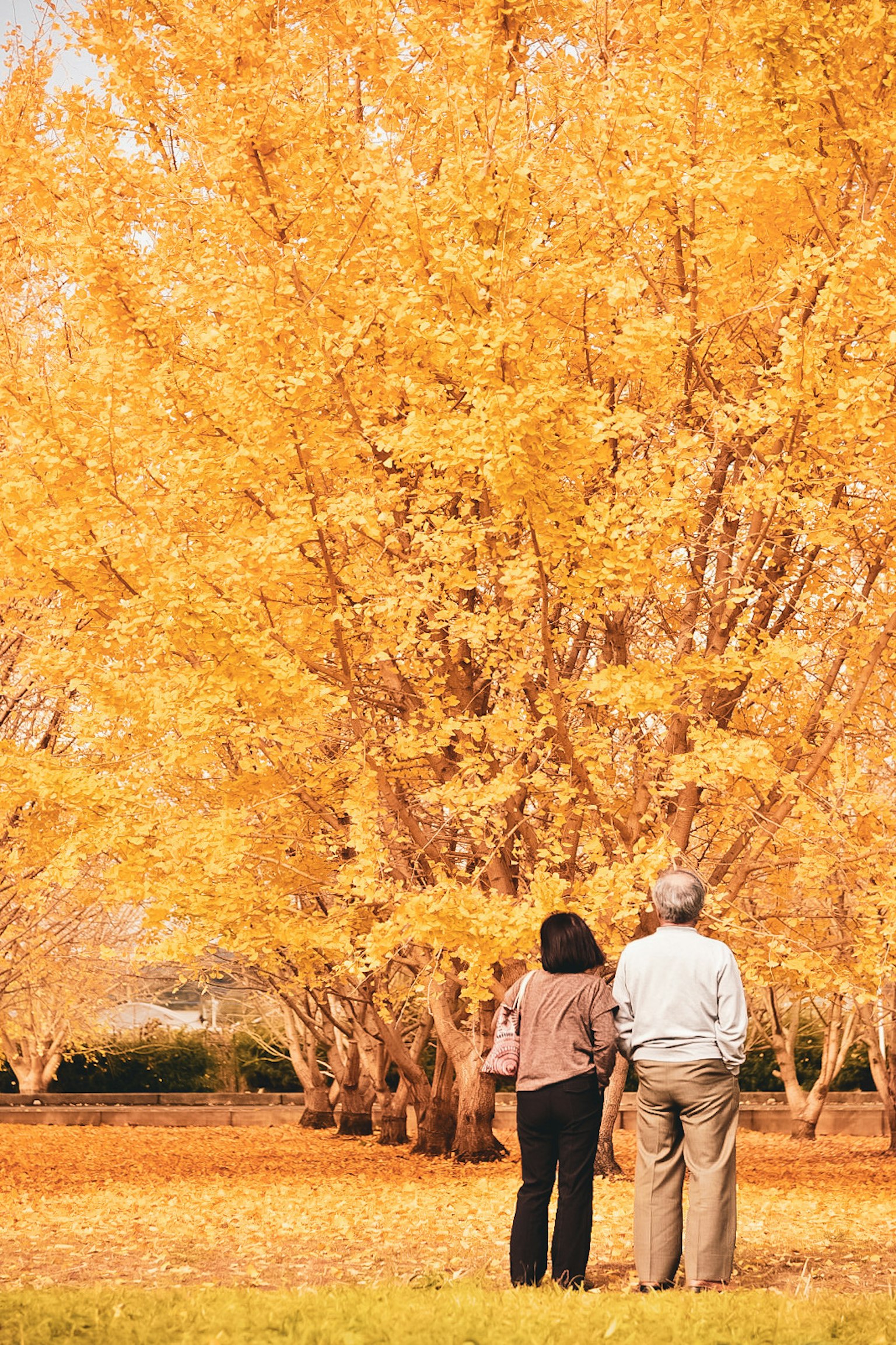 秋の黄色い葉を持つ木の前に立つカップル