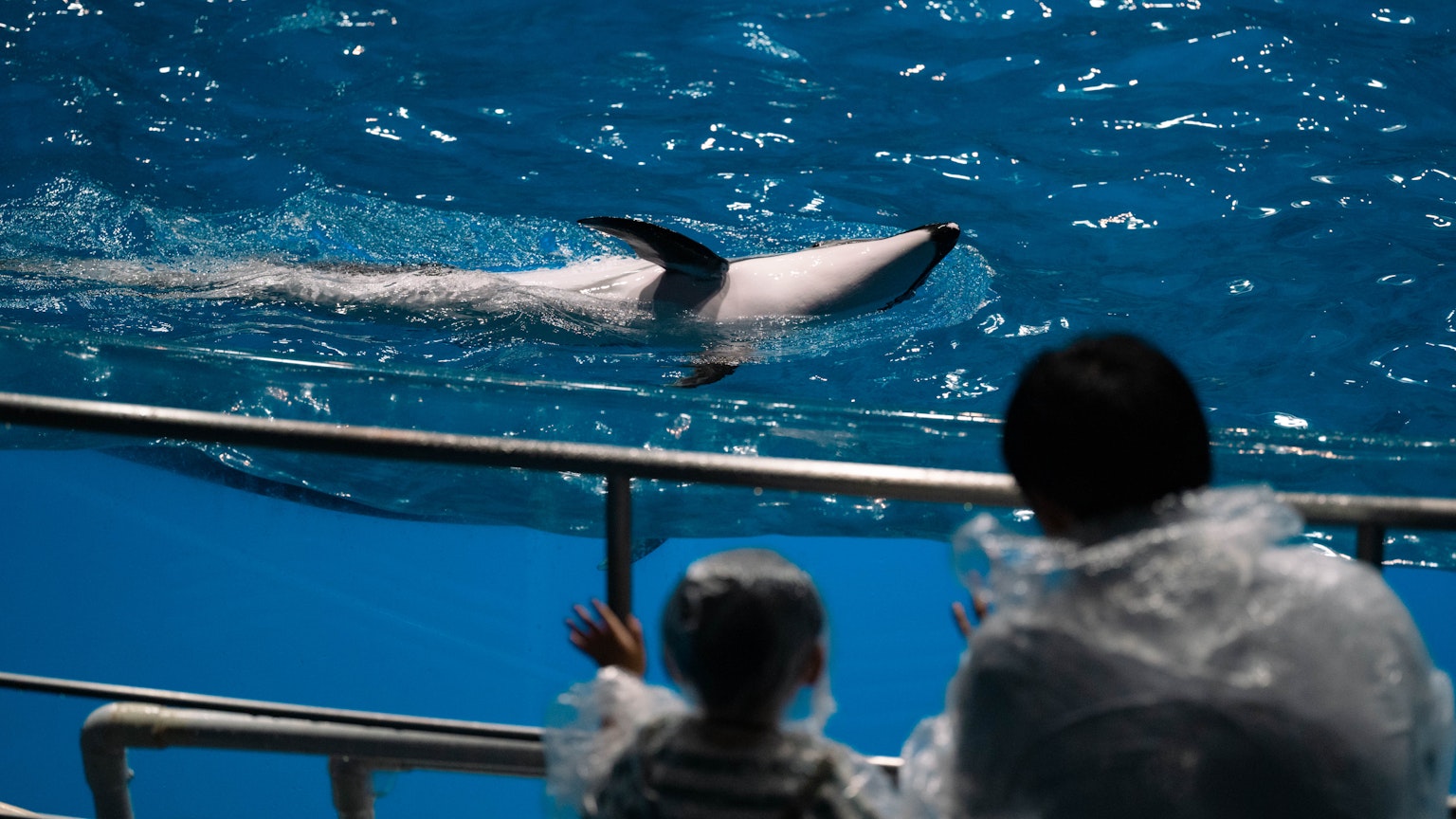 水族馆中游泳的海豚和观看的父母与孩子