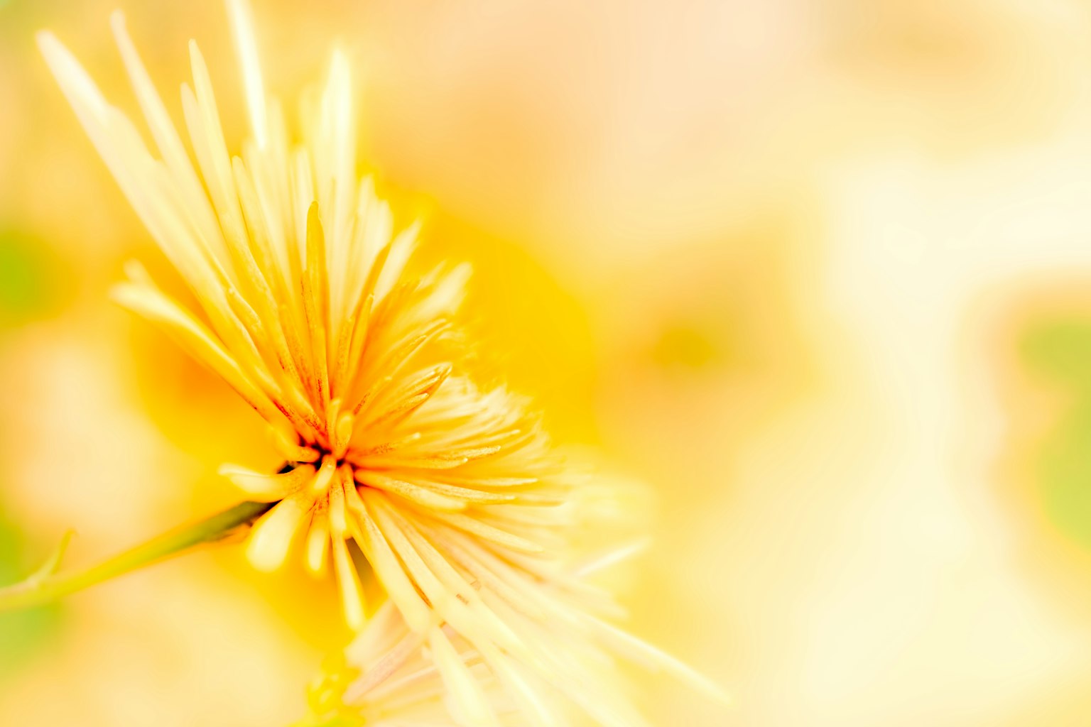 Close-up bunga kuning lembut dengan latar belakang cerah yang kabur