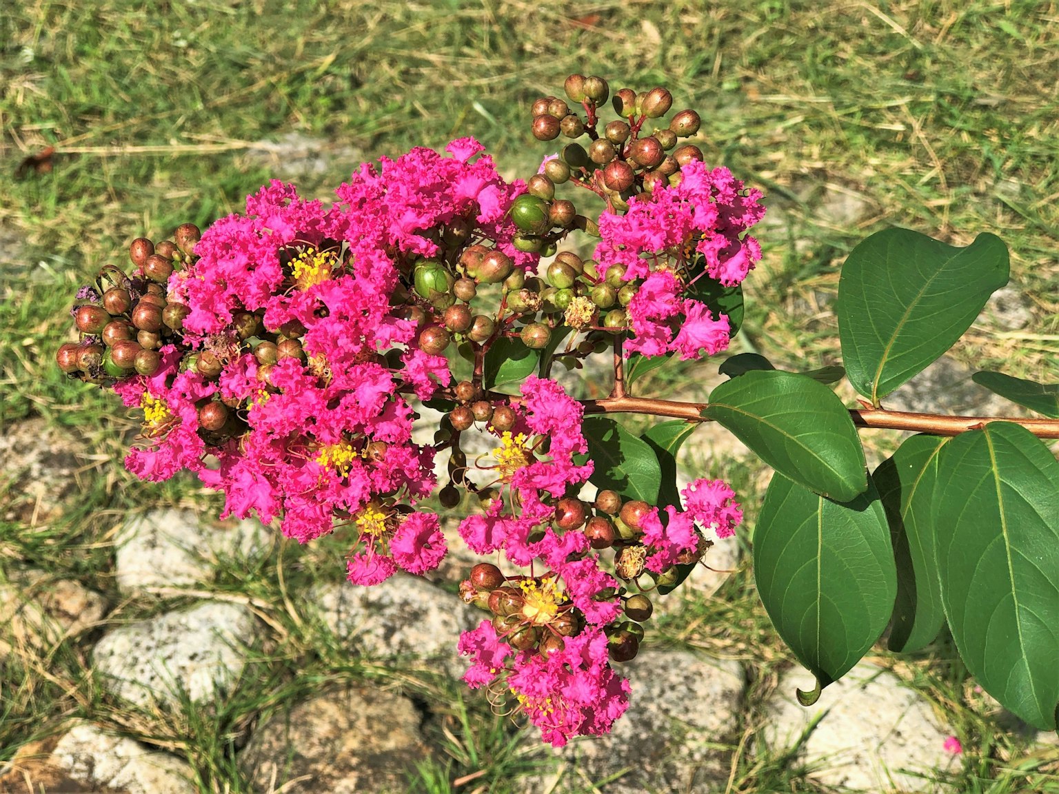 Cabang kembang kertas dengan bunga pink cerah dan daun hijau terletak di atas batu