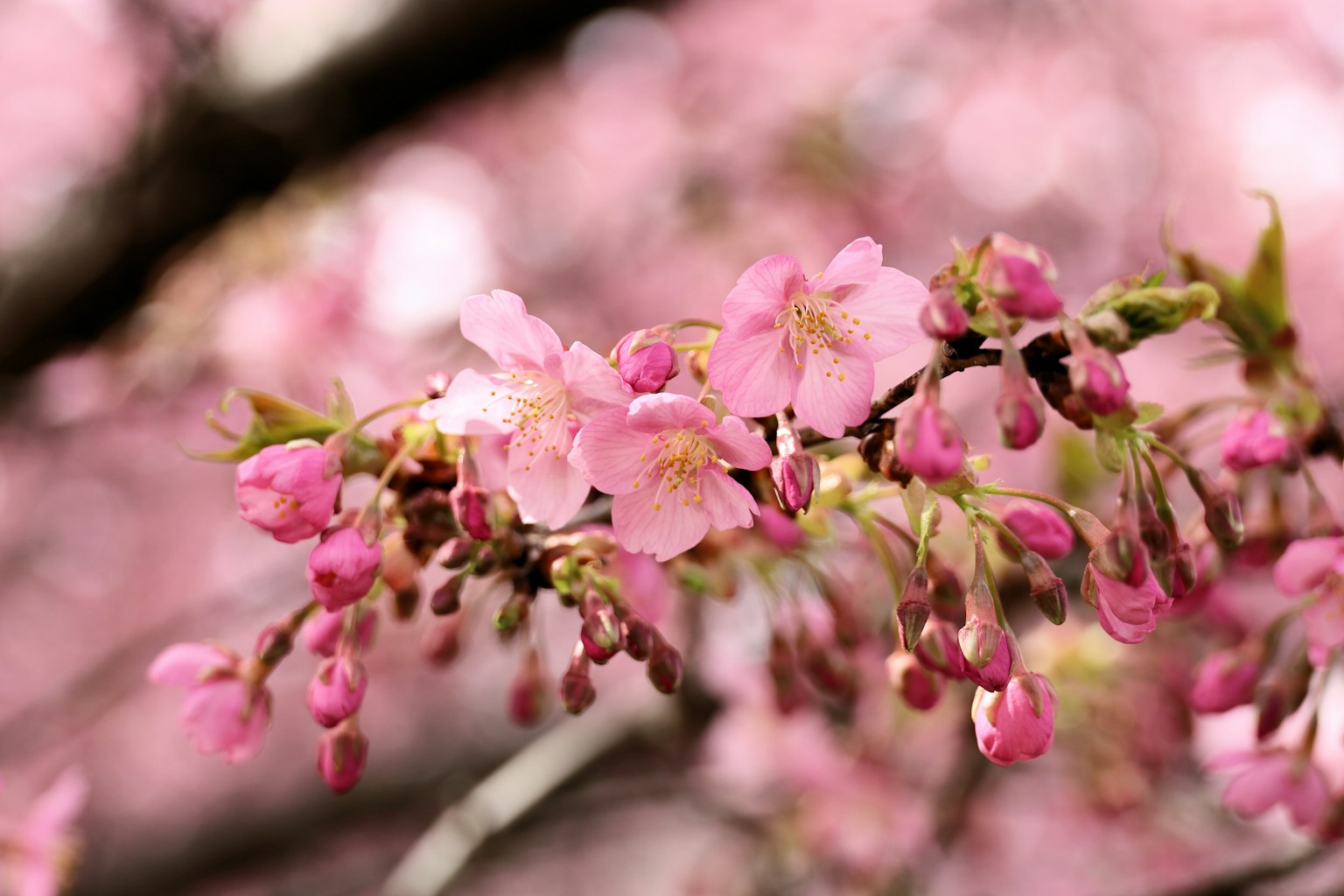 Close-up bunga sakura yang mekar