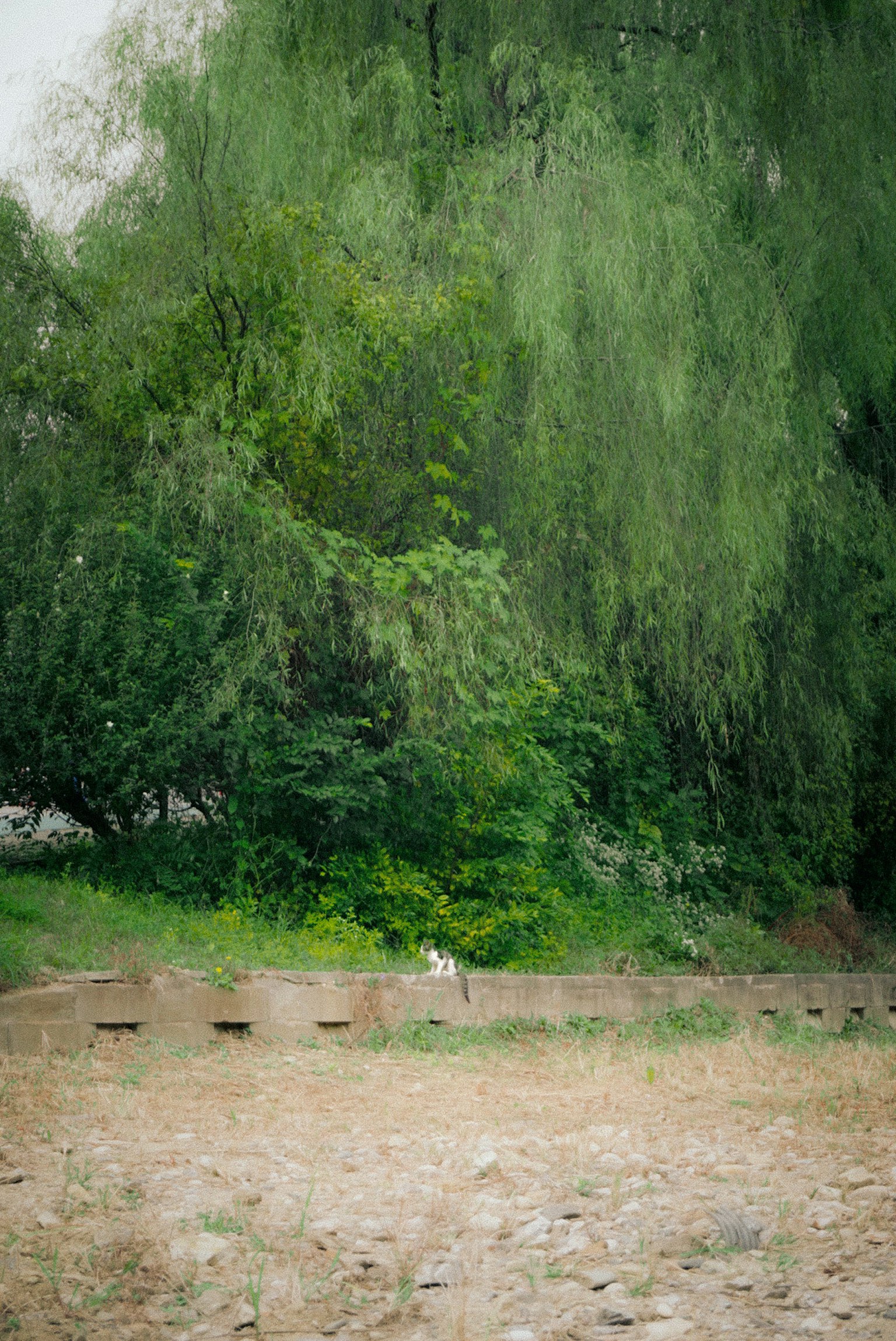 Un chat blanc visible dans un paysage avec des arbres verts luxuriants et un sol sec