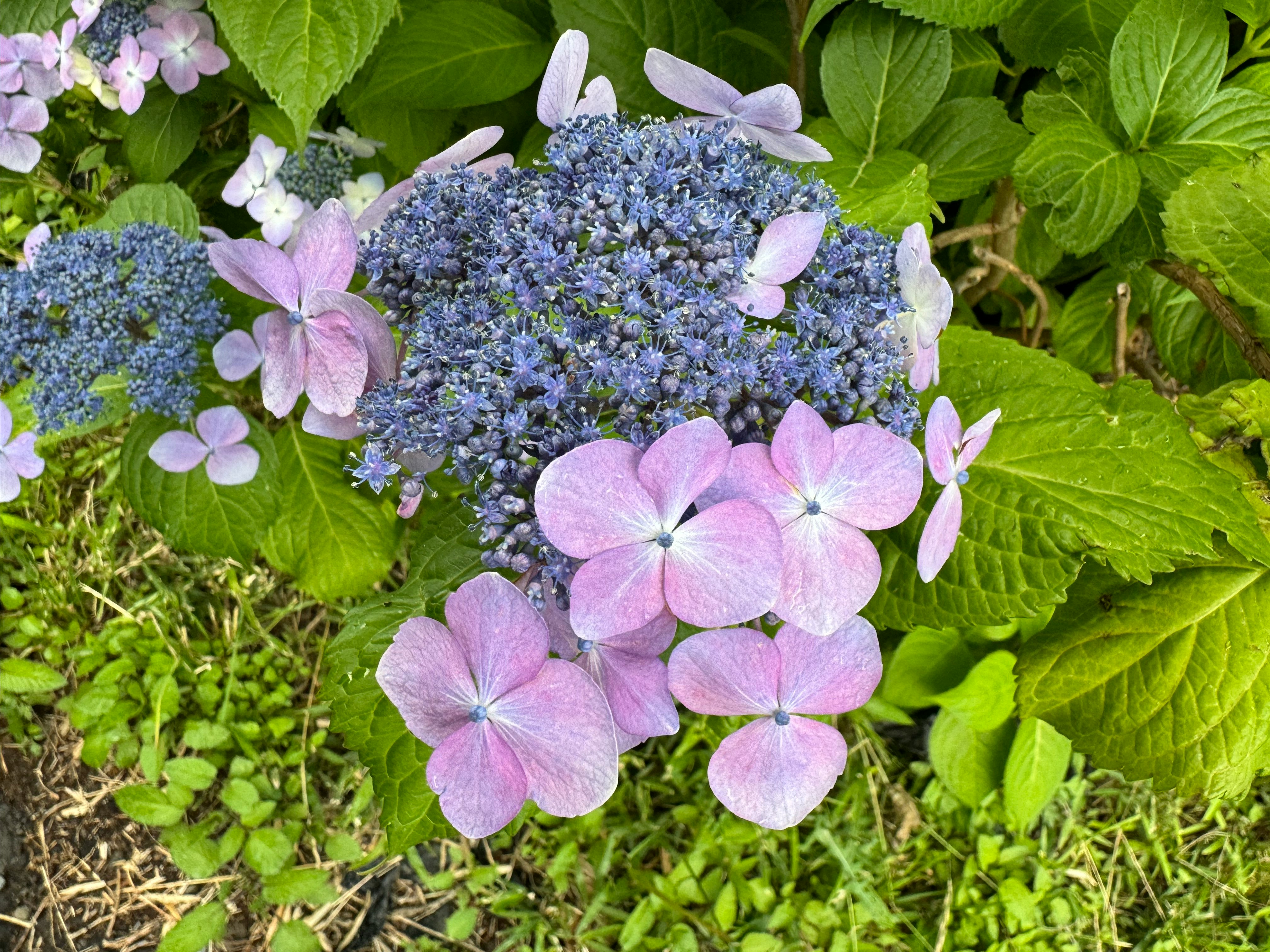 あじさいの花と青紫の花房が緑の葉に囲まれた風景