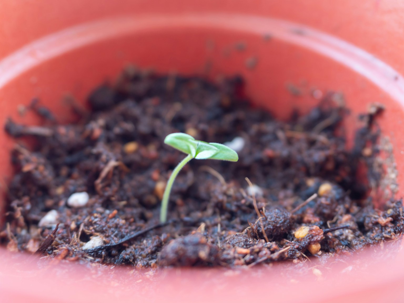 Sehelai kecil yang muncul dari tanah dalam pot