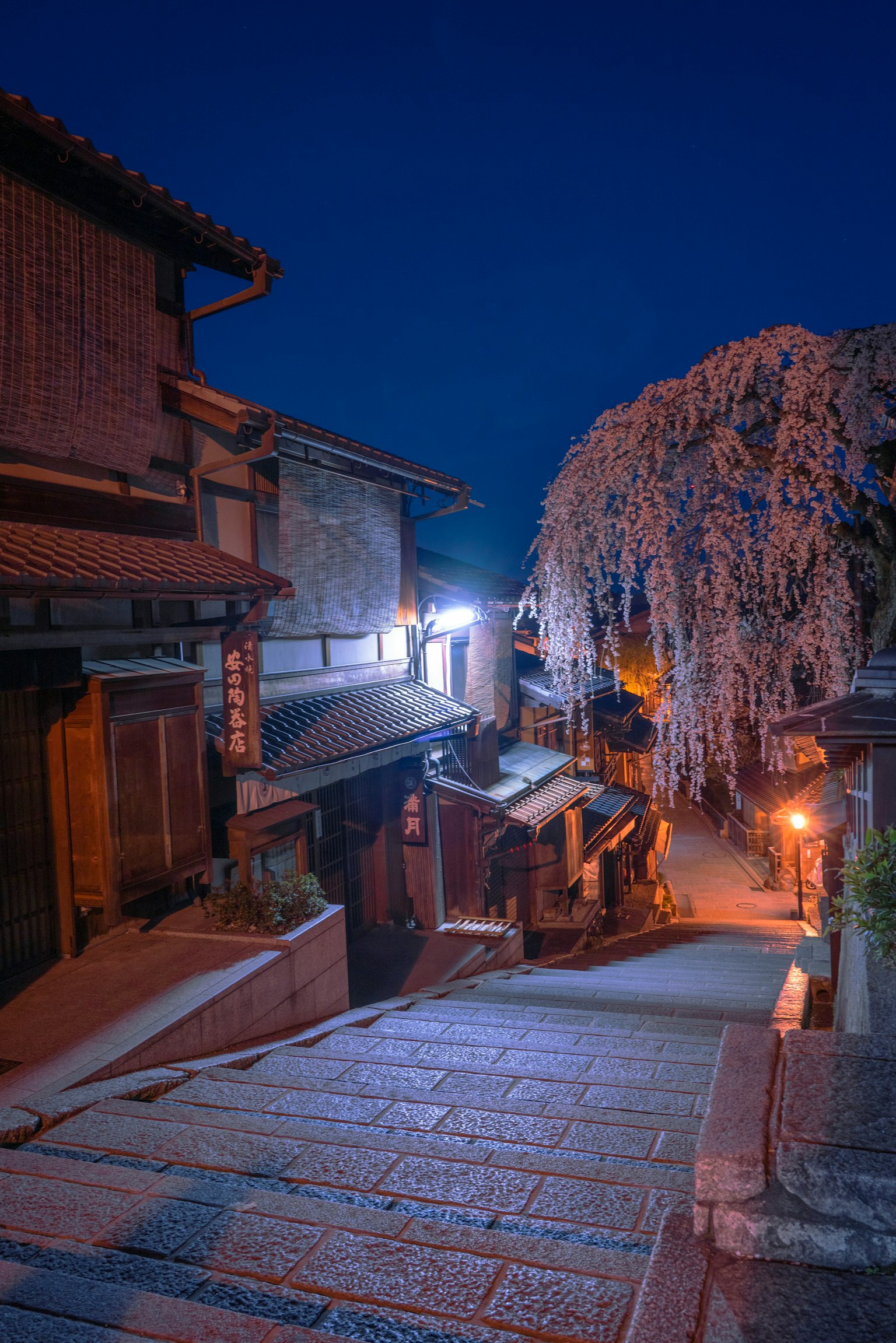 Night view of a historic street with a cherry blossom tree