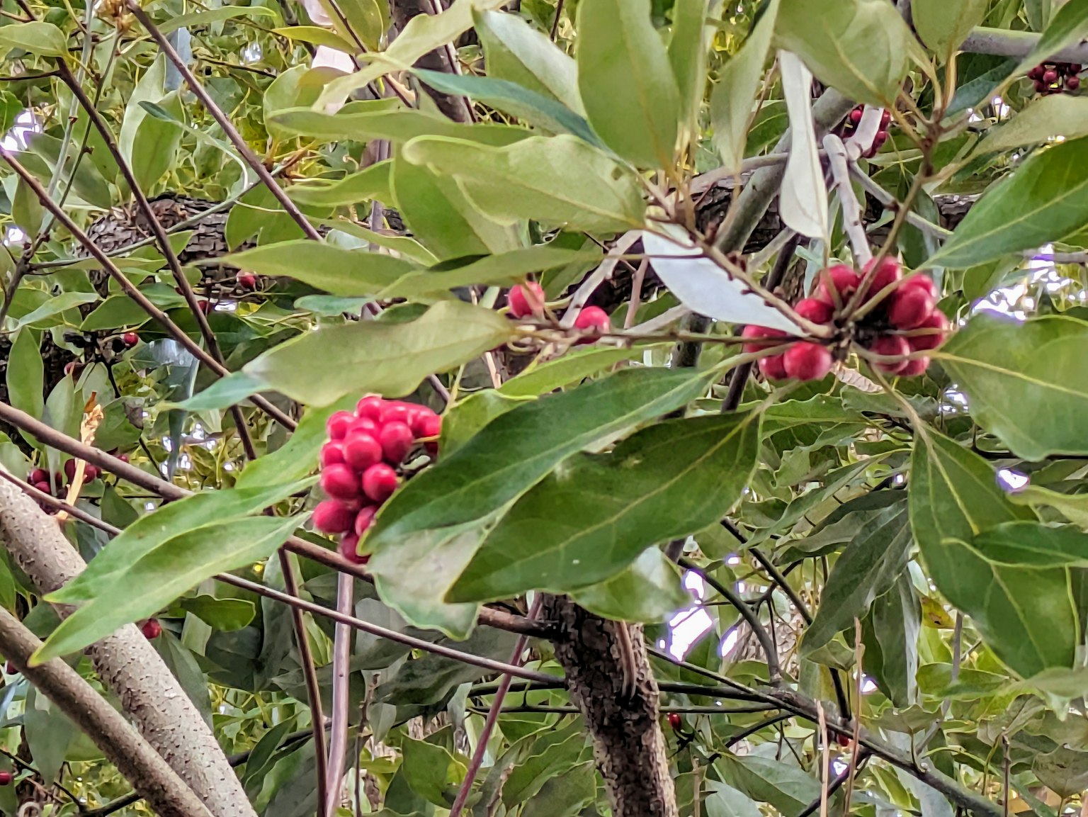 Primo piano di un ramo d'albero con foglie verdi e grappoli di bacche rosse