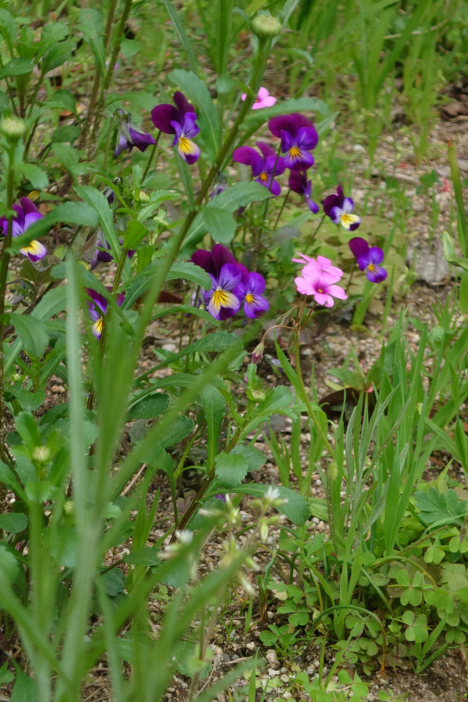 Gros plan de fleurs violettes et roses fleurissant dans une zone herbeuse