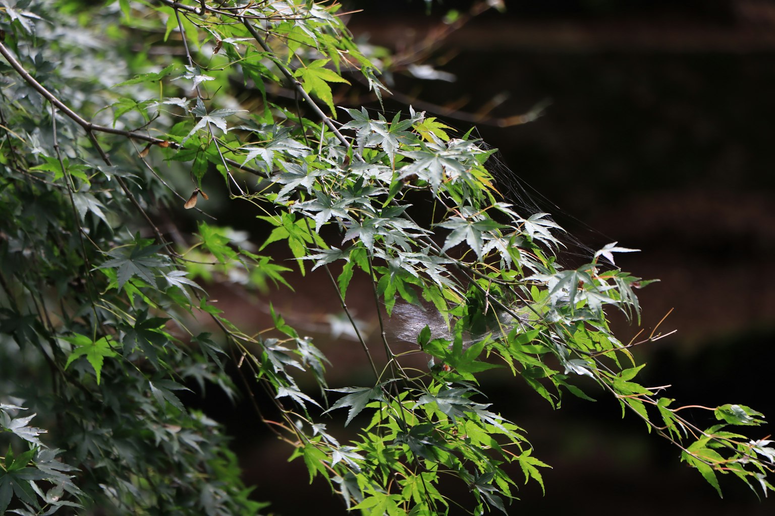 Gros plan de feuilles d'érable vert vif sur une branche