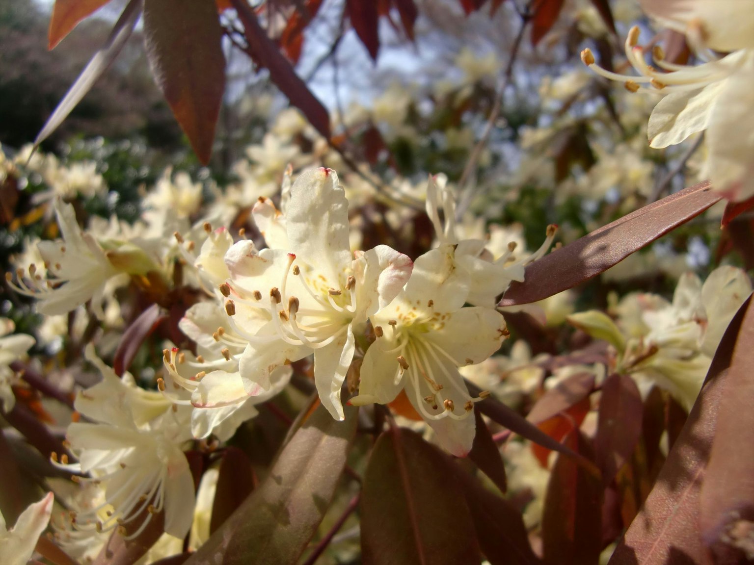 Delicate yellow flowers with brown leaves on a bush