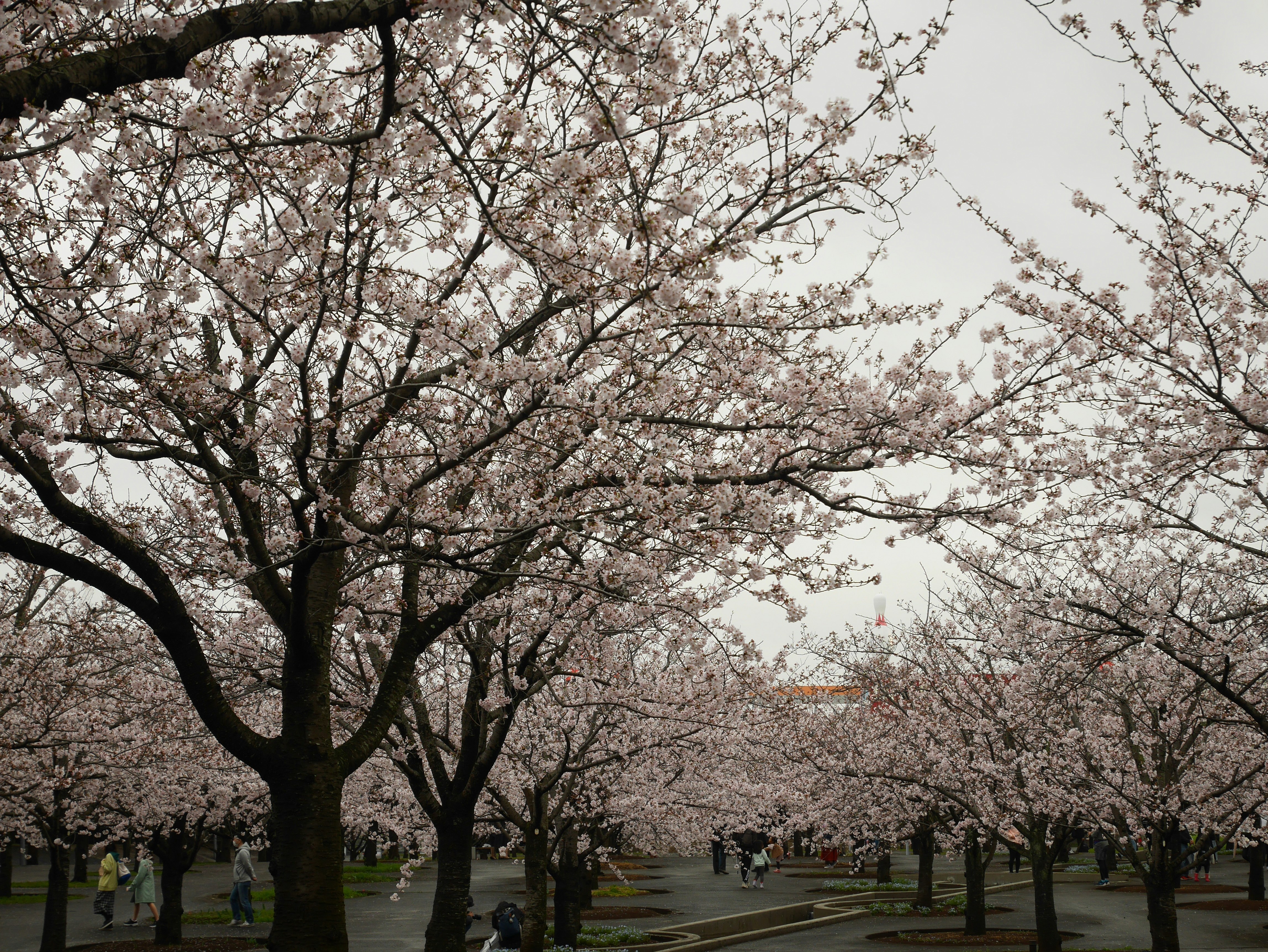 桜並木の下で咲き誇る花と枝ぶり