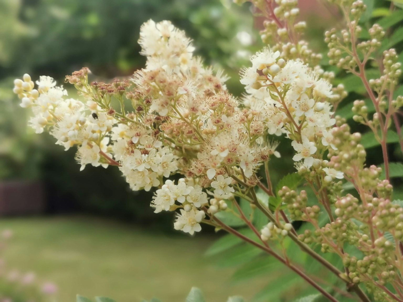 Acercamiento de planta con flores blancas con fondo de jardín verde borroso