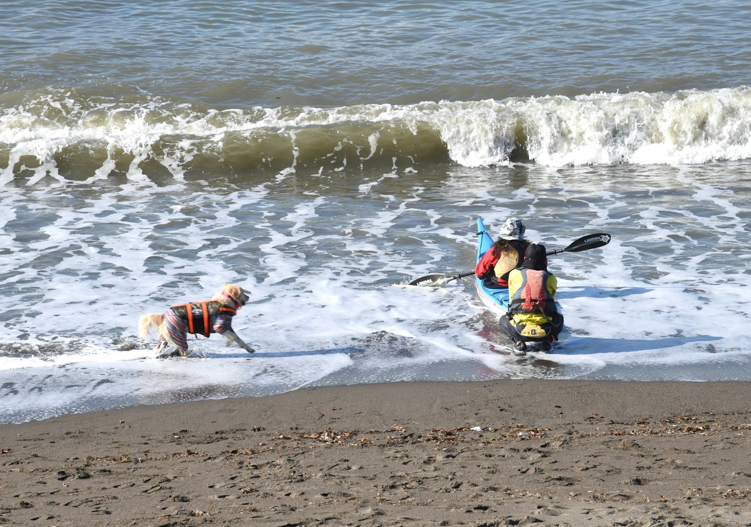 ビーチで波と遊ぶ犬とカヤックを漕ぐ人