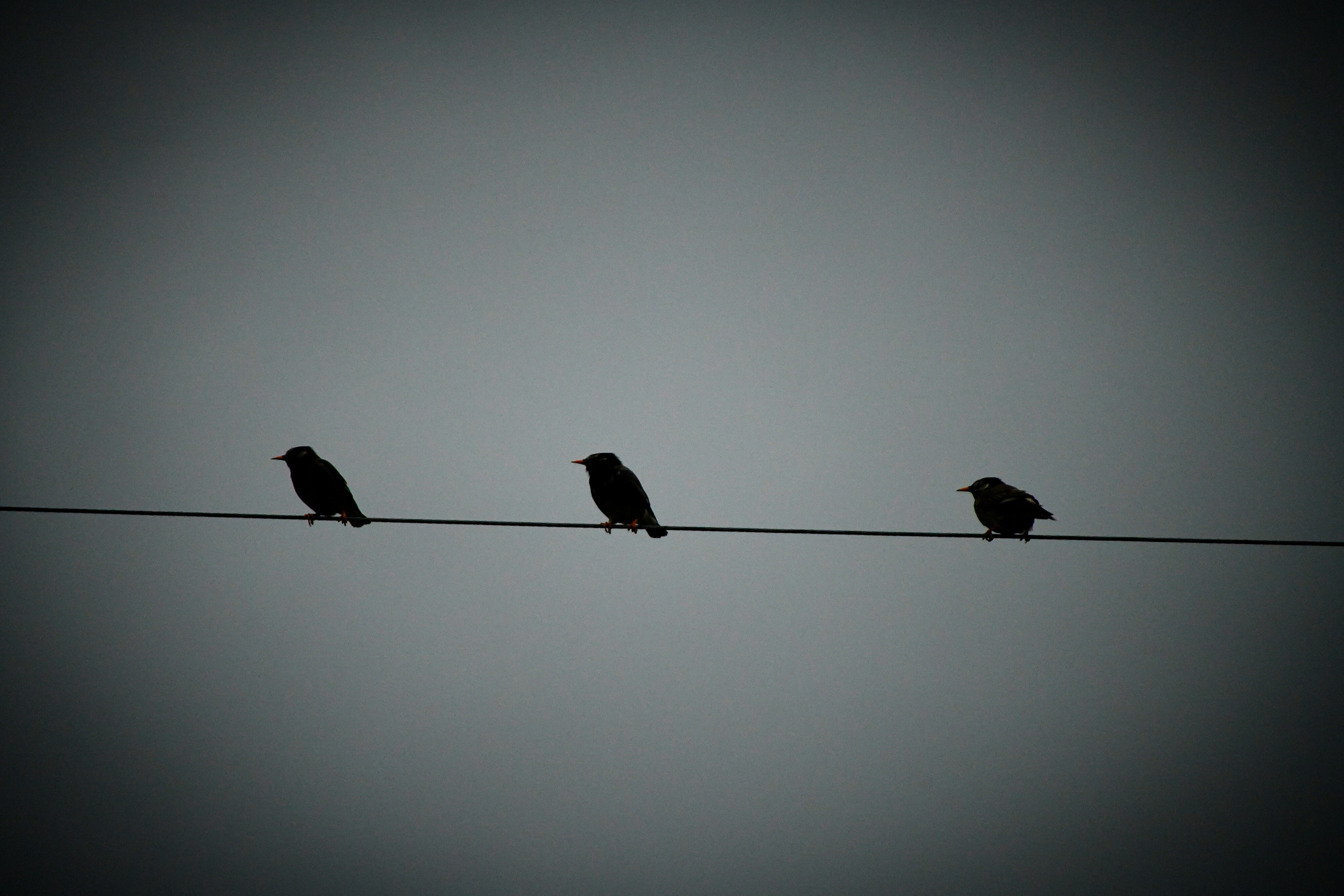 電線にとまるカラスのシルエット