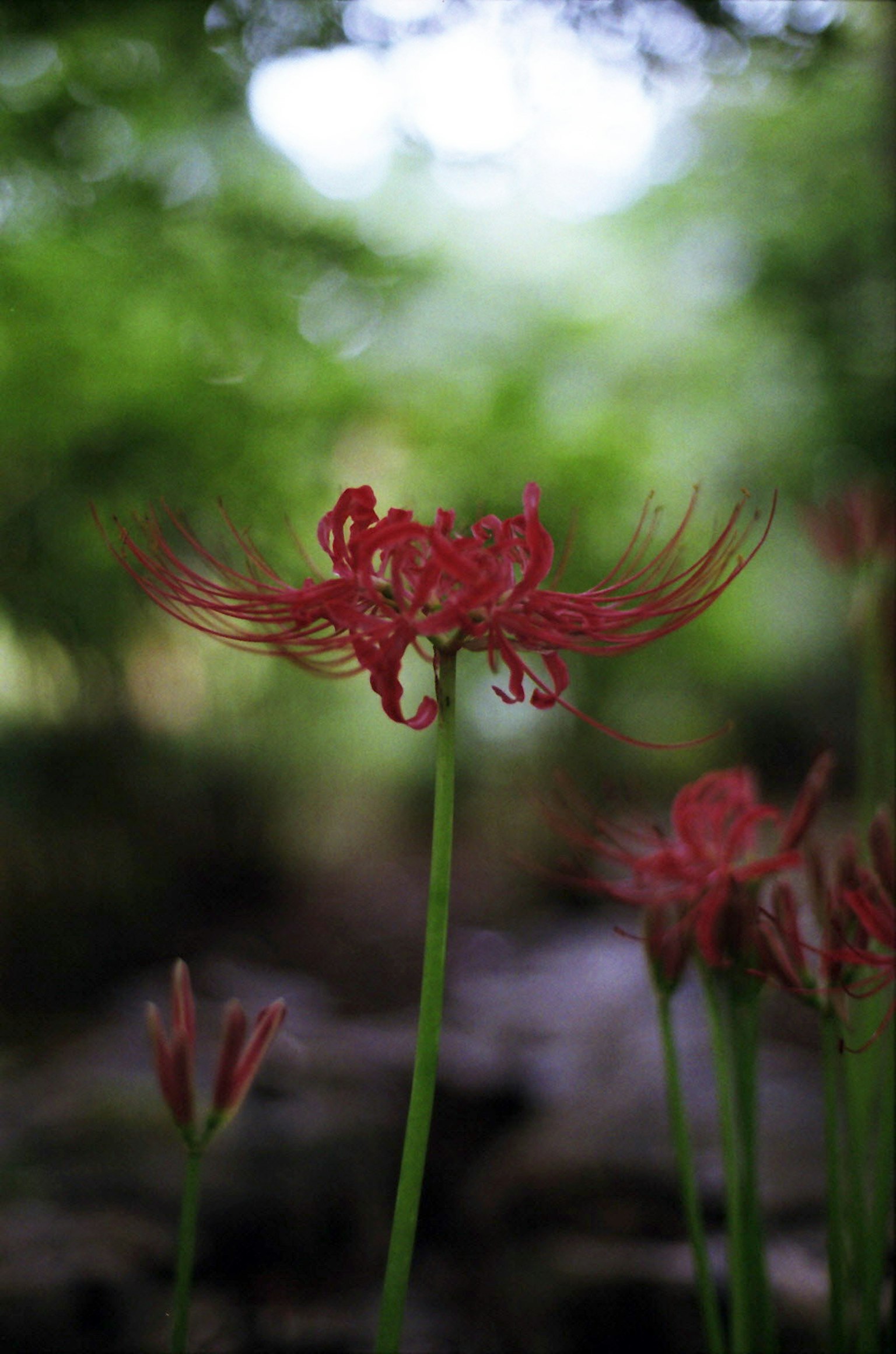 Lys araignée rouge se détache sur le fond vert