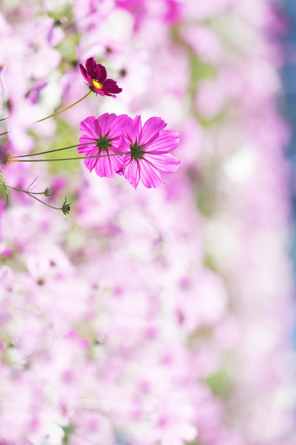 コスモスの花が咲くボケた花畑