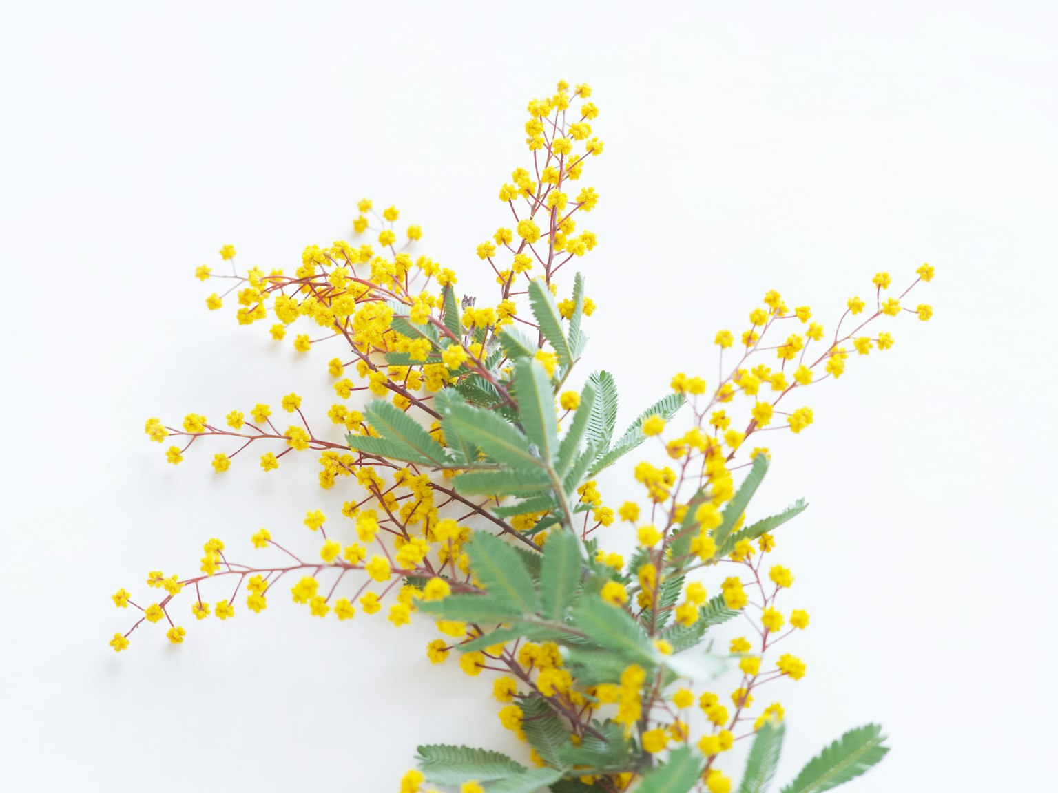 Flores amarillas de mimosa y hojas verdes sobre fondo blanco