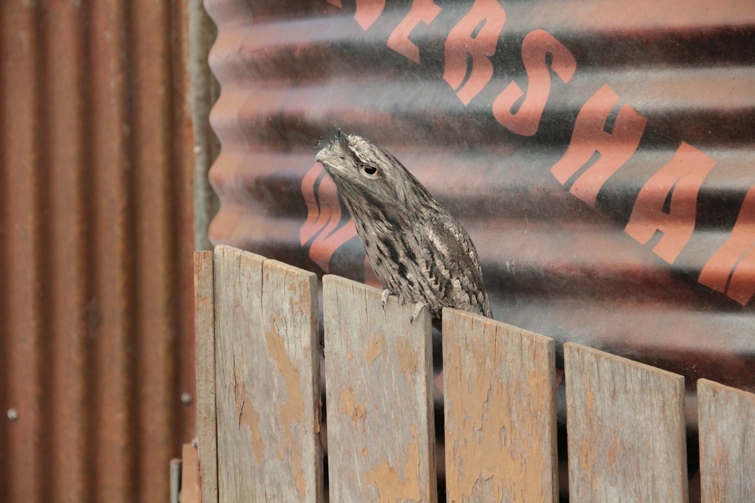 Une créature ressemblant à un reptile camouflée émergeant d'une clôture en bois