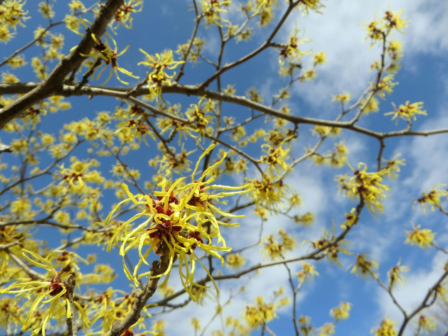 Gros plan sur des branches avec des fleurs jaunes sous un ciel bleu