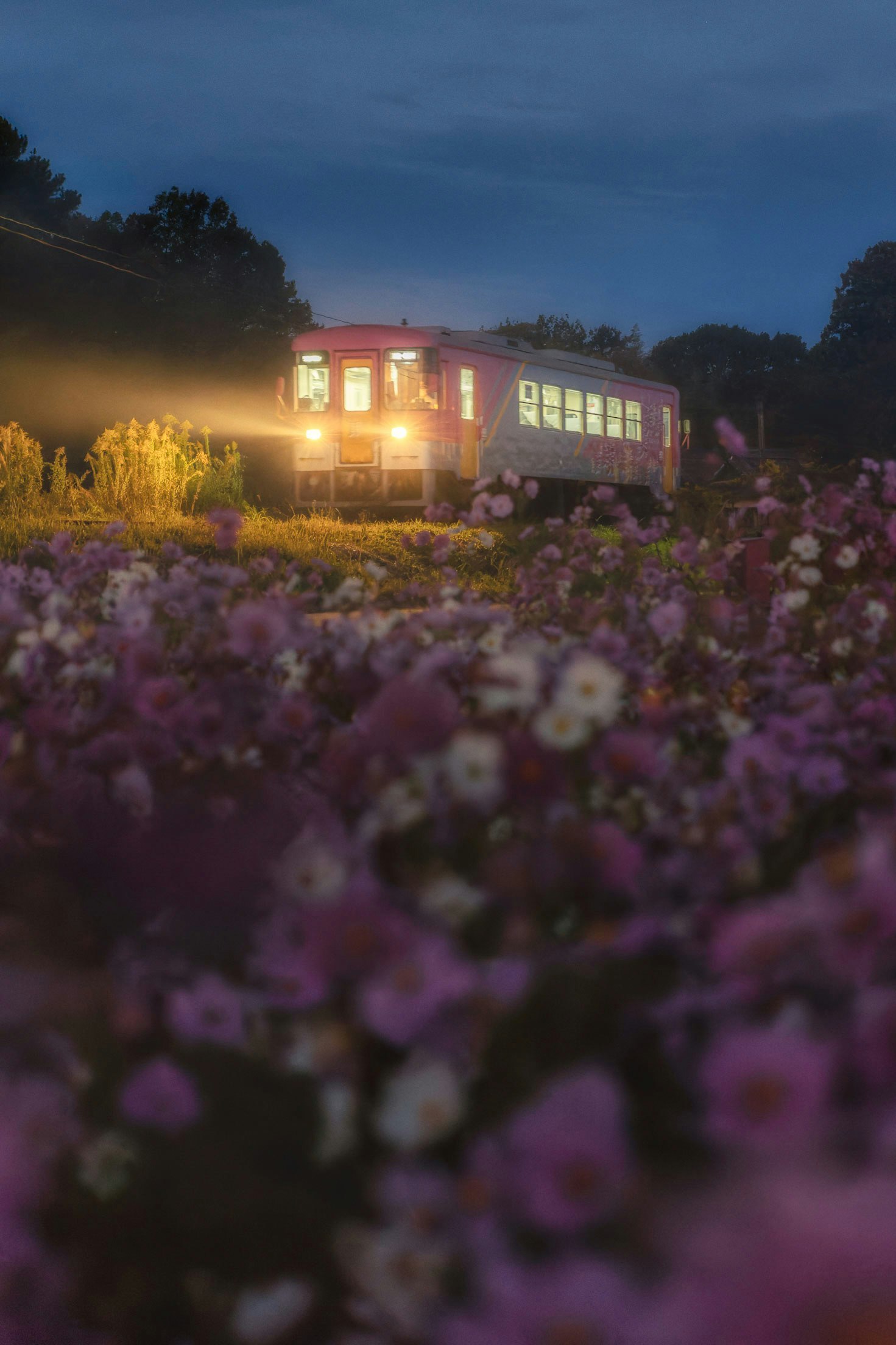 紫の花畑の中を走る夜の列車