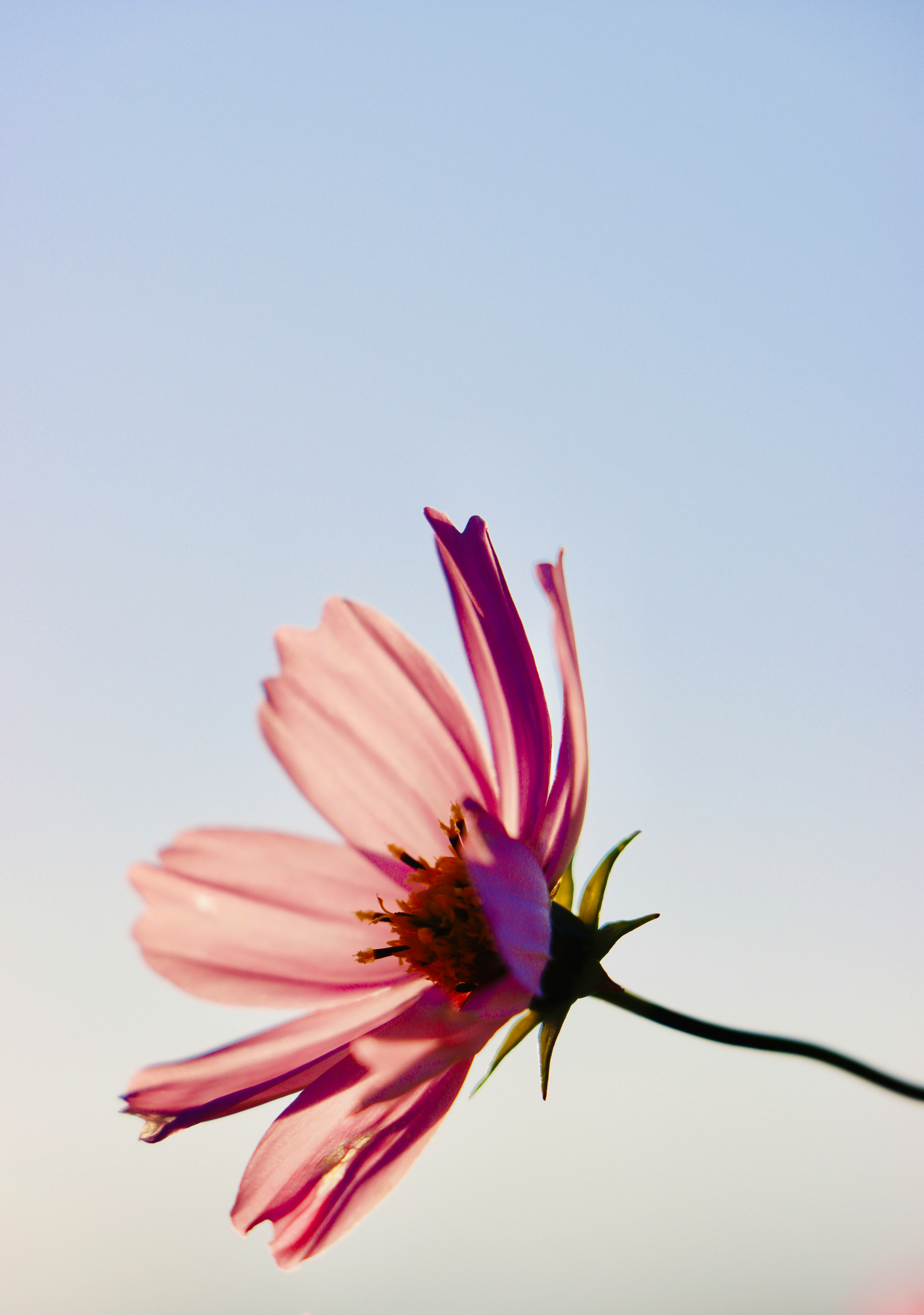 格桑花特写