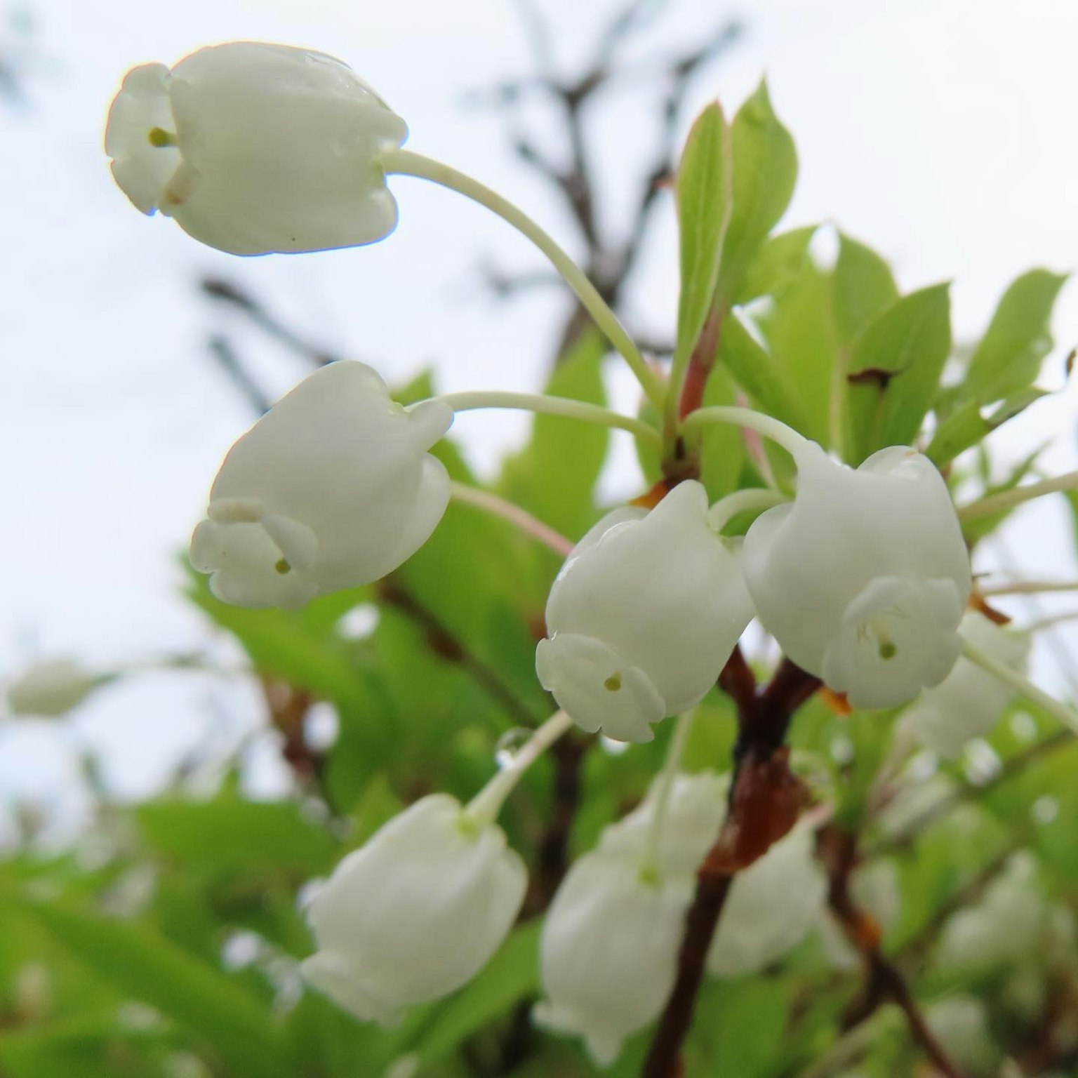 特写的植物，带有白色花朵和绿色叶子