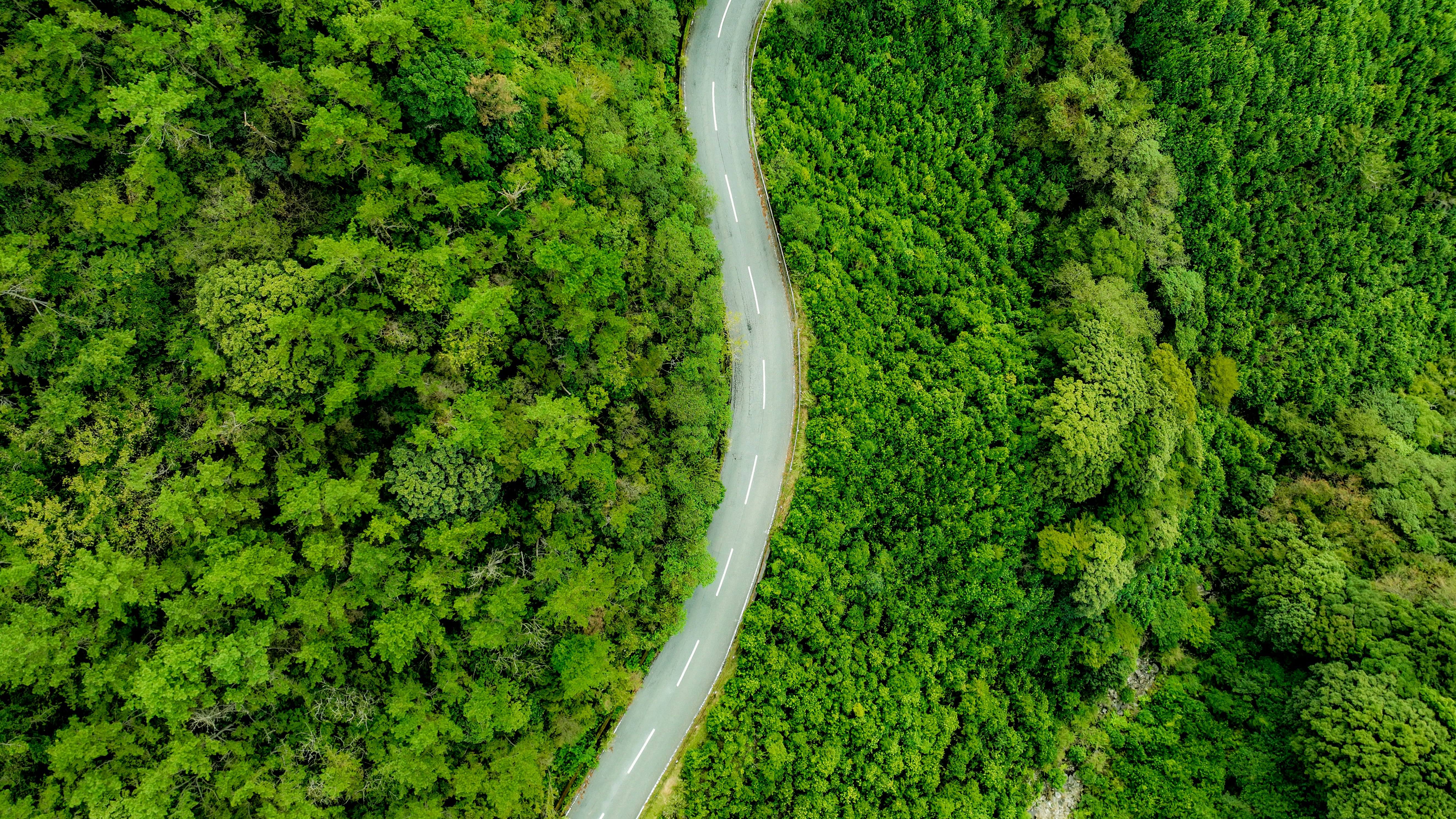 緑の森の中を蛇行する道路