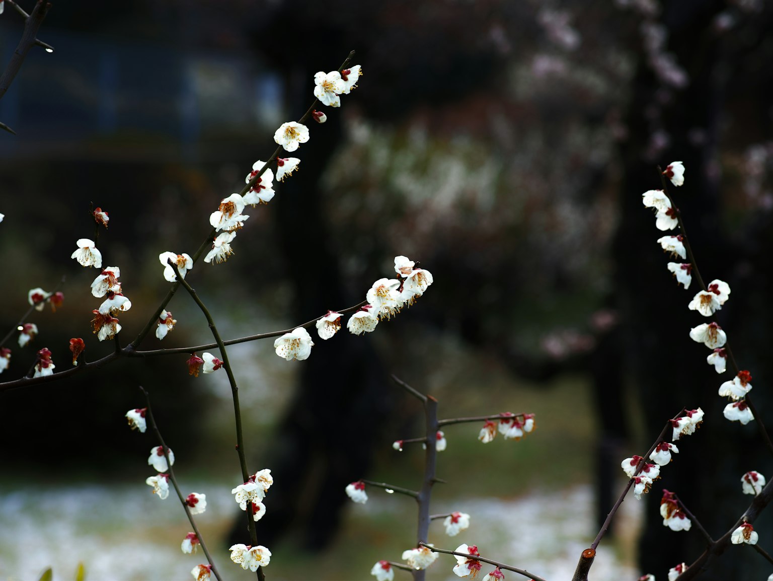 白梅花在树枝上的特写
