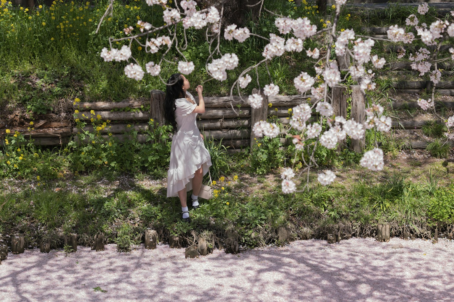 A woman in a white dress gazing at cherry blossoms under a tree