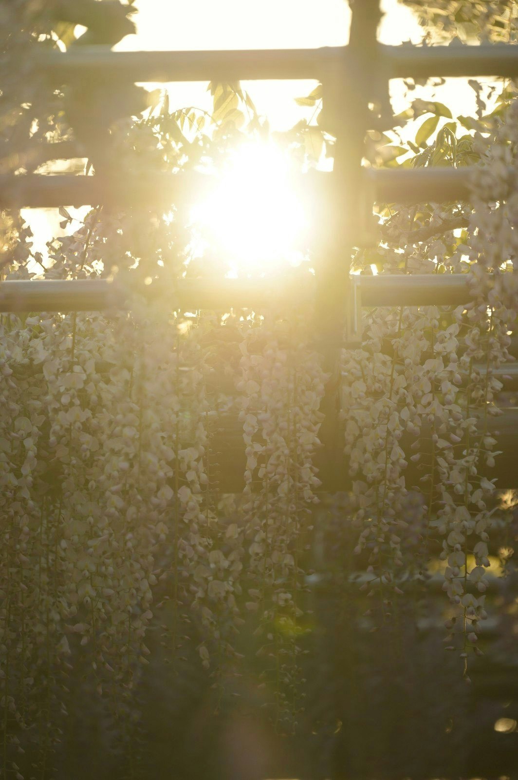 木々の間から差し込む夕日と光芒のある自然の風景