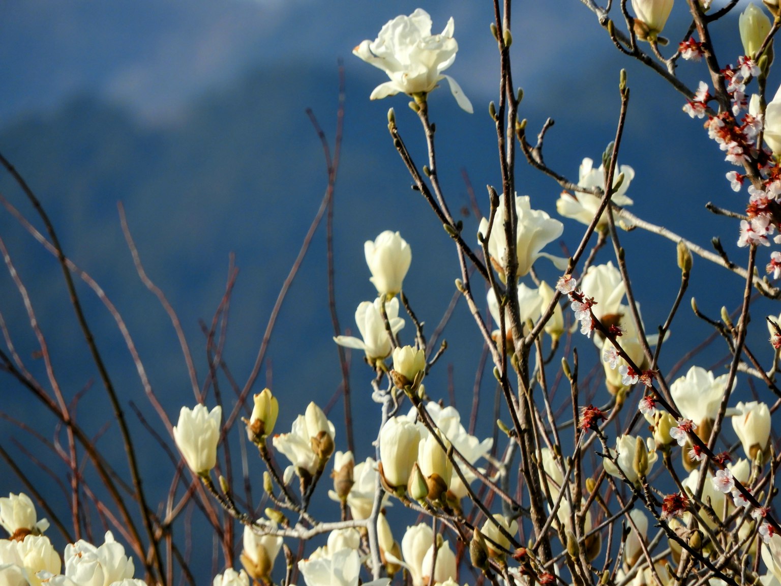 White blooming flowers on branches with a blue mountain backdrop