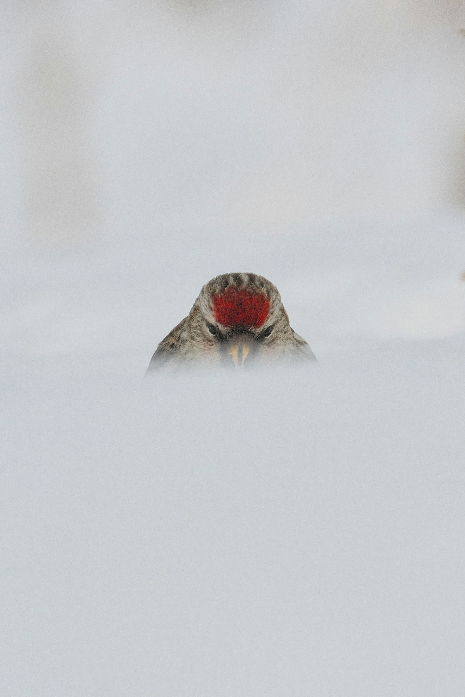 雪の中から顔を出す赤い頭の鳥
