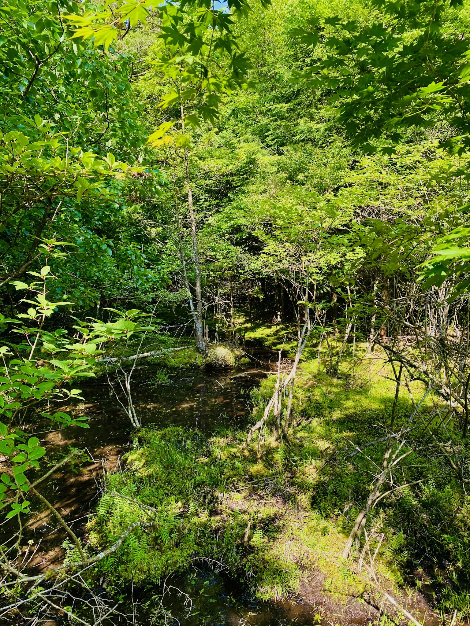 Escena de bosque exuberante con árboles delgados y hierba baja