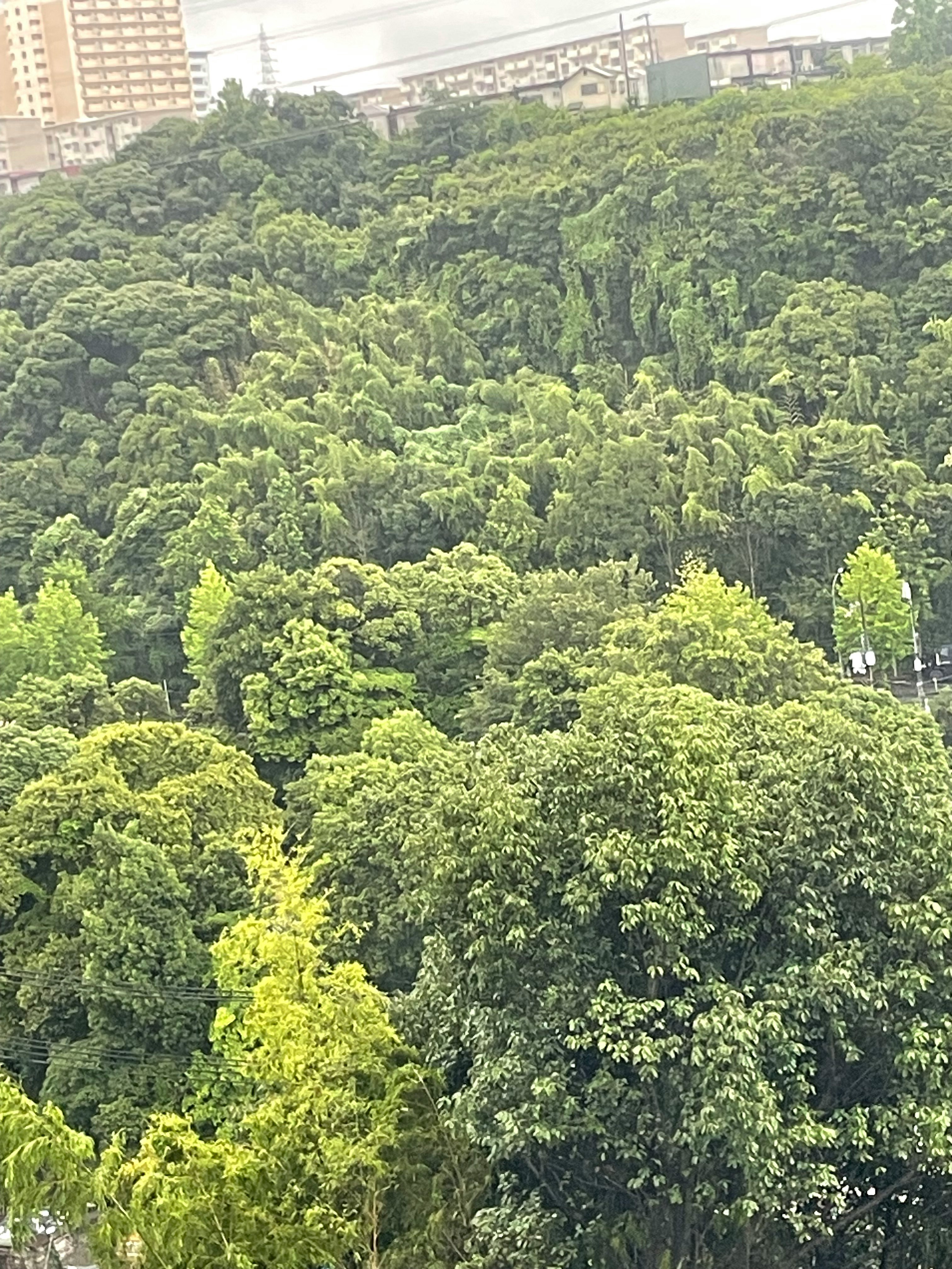 緑が濃い丘陵に広がる木々の景色