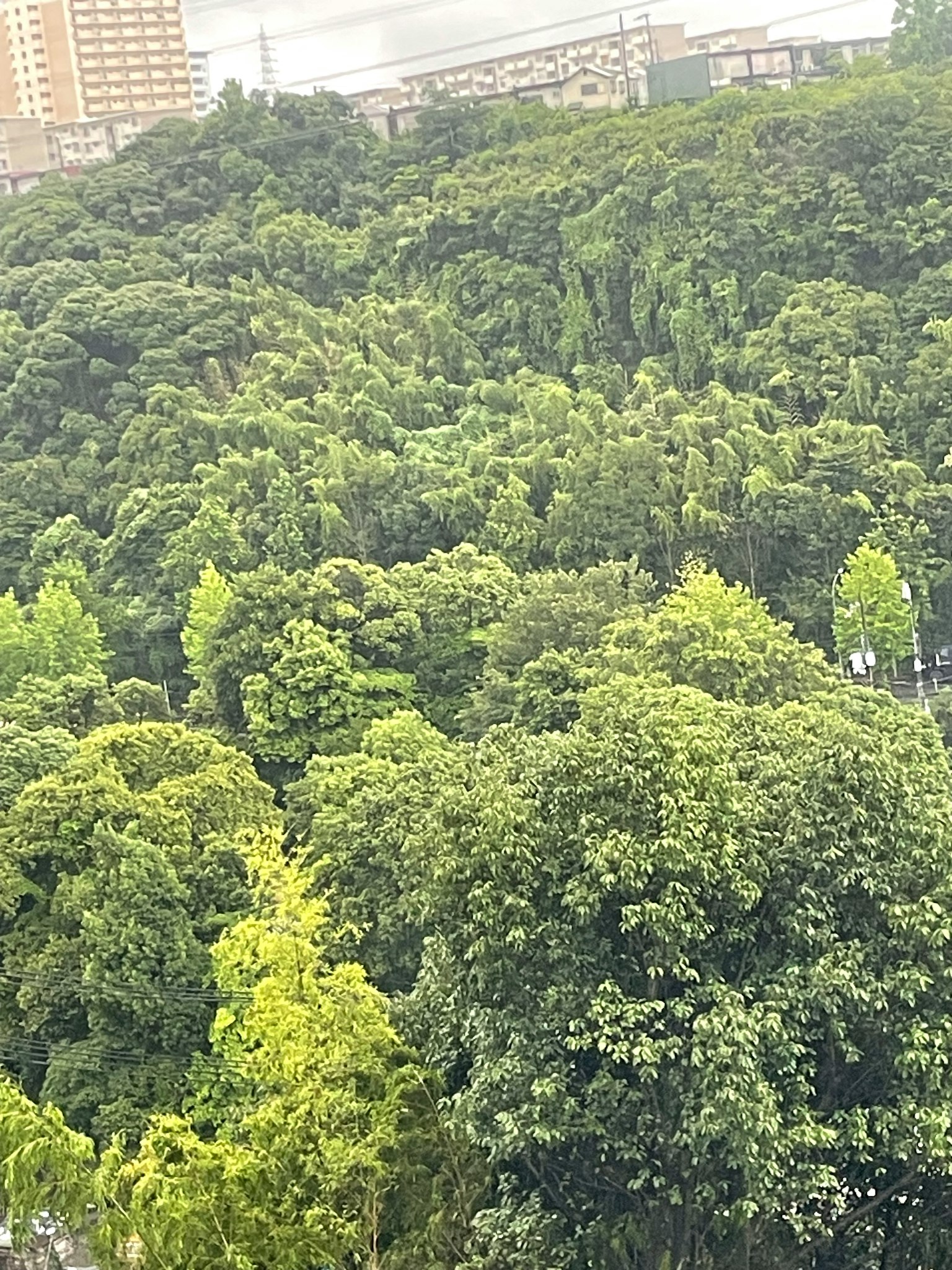 Paisaje forestal exuberante con edificios altos al fondo
