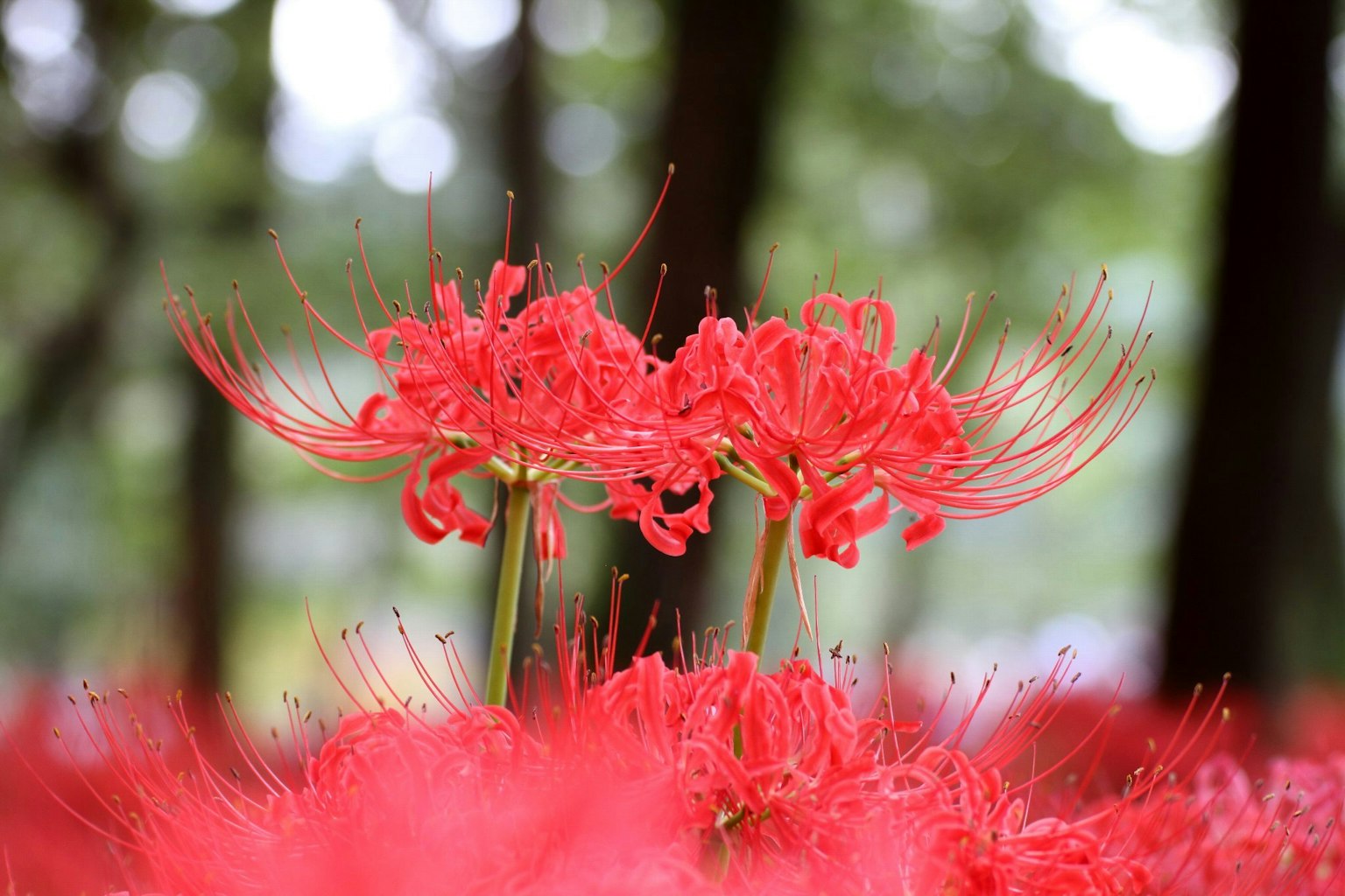 Scène de lys araignées rouges en fleurs avec des arbres verts flous en arrière-plan