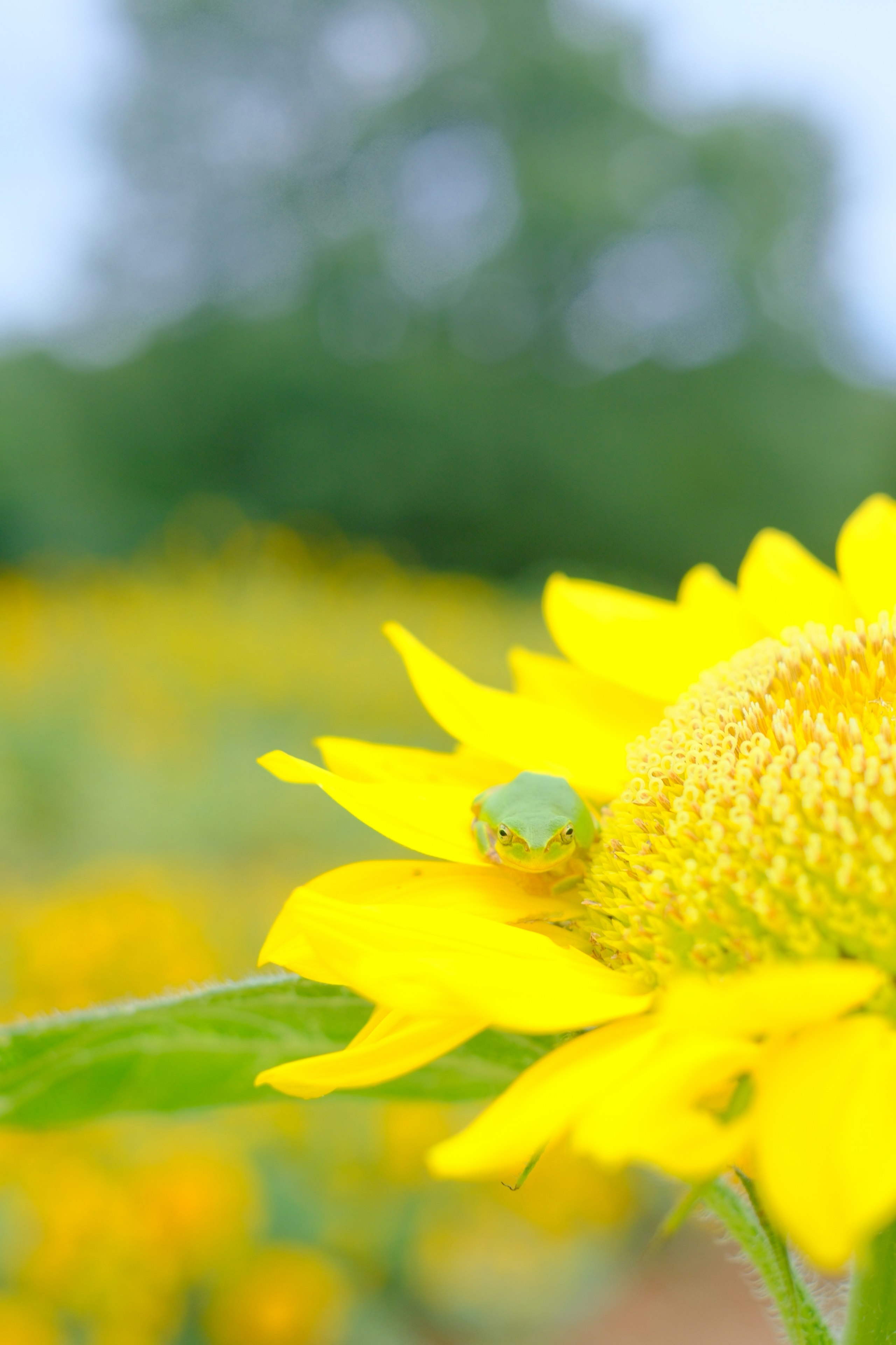 ひまわりの花にとまるカエル