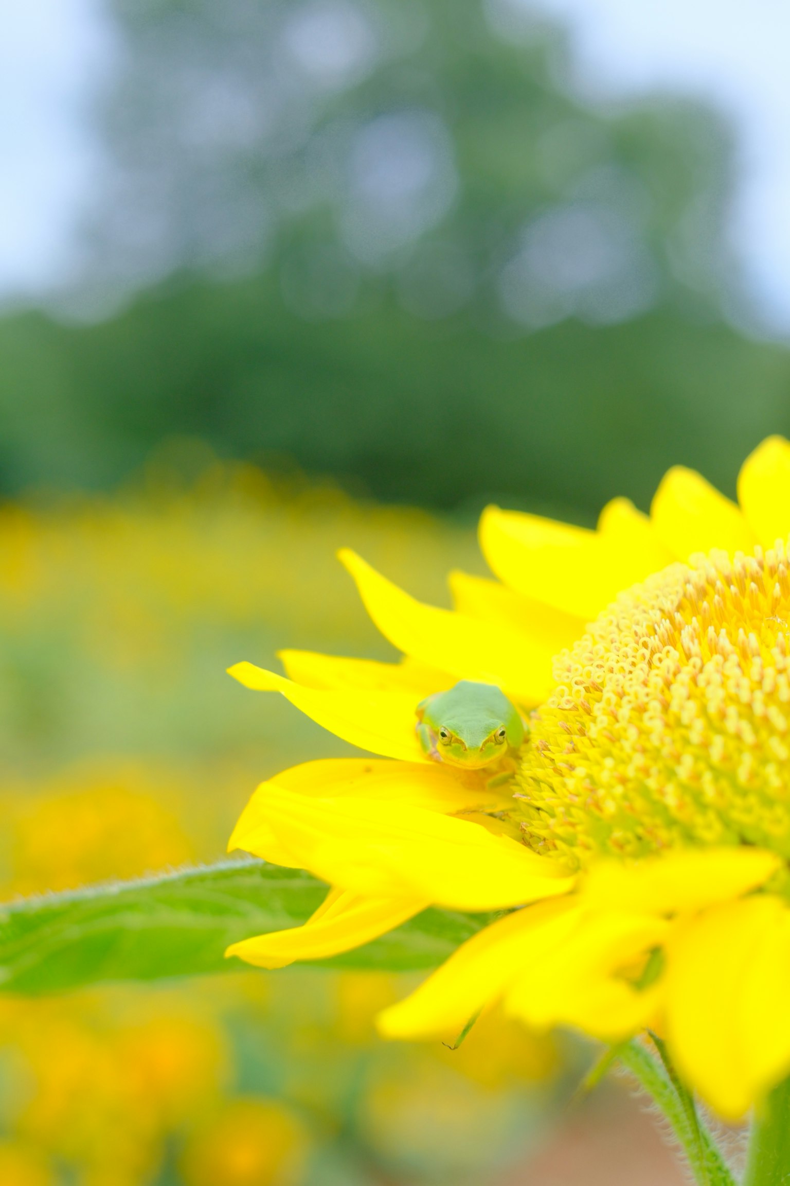 노란 해바라기 위에 초록색 곤충이 앉아 있는 모습