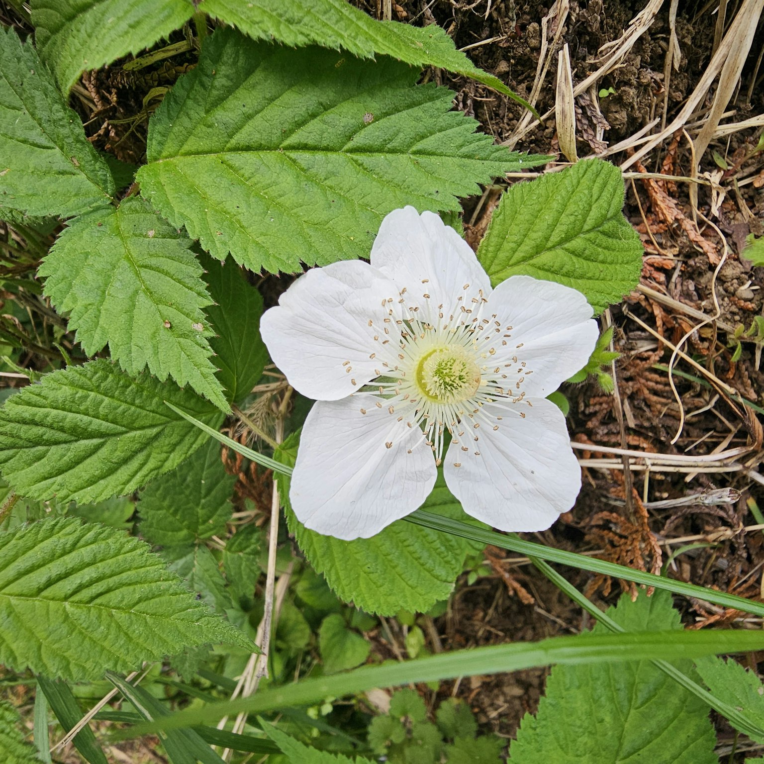 Fleur blanche avec des feuilles vertes dans un cadre naturel