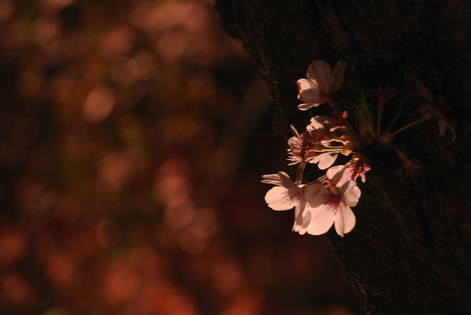 Fleurs de cerisier délicates illuminées la nuit