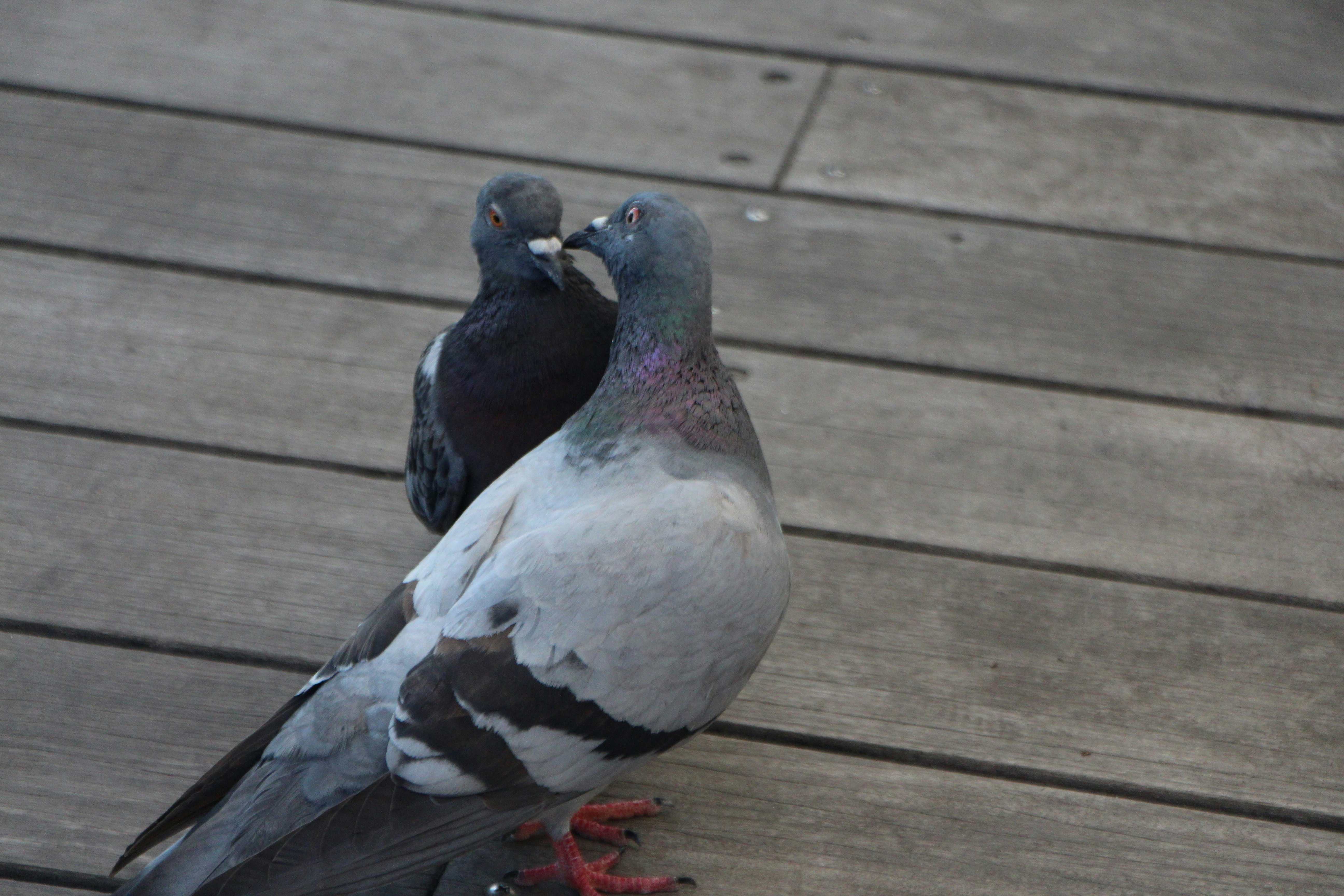 木の板の上で見つめ合う鳩の夫婦